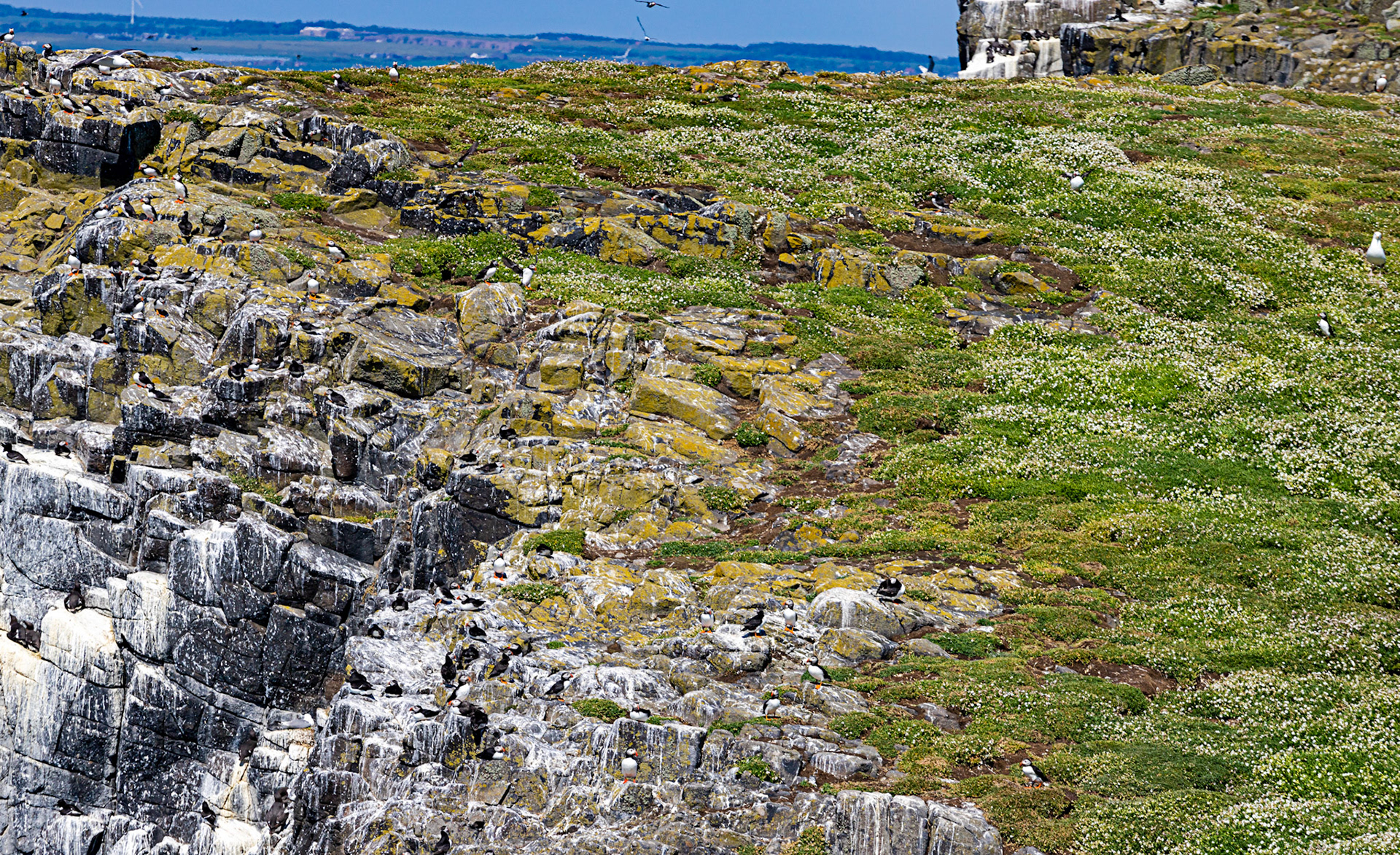 Puffin - Isle of May - 04 June 2022