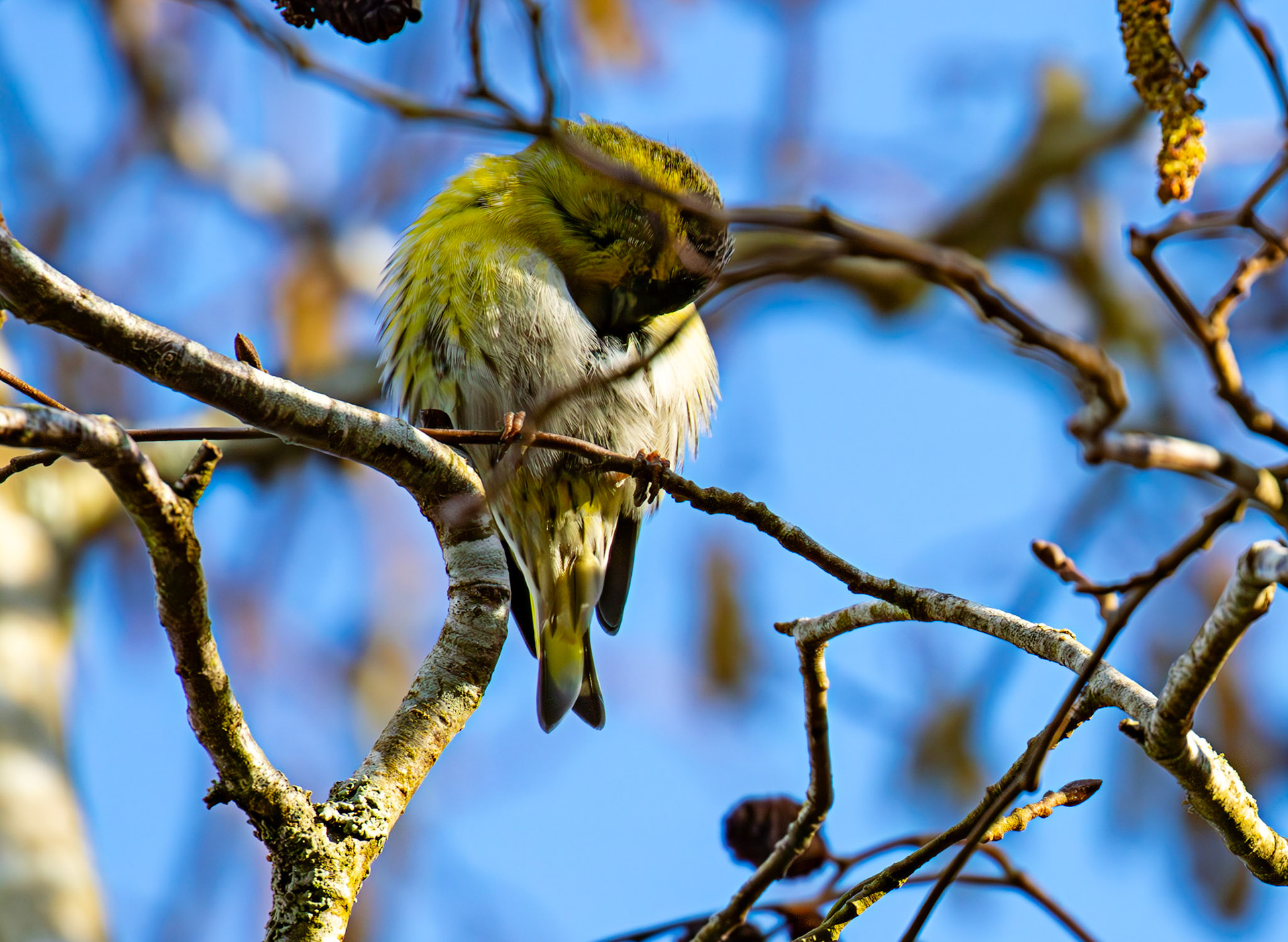 Siskin at Bavelaw 30 January 2025