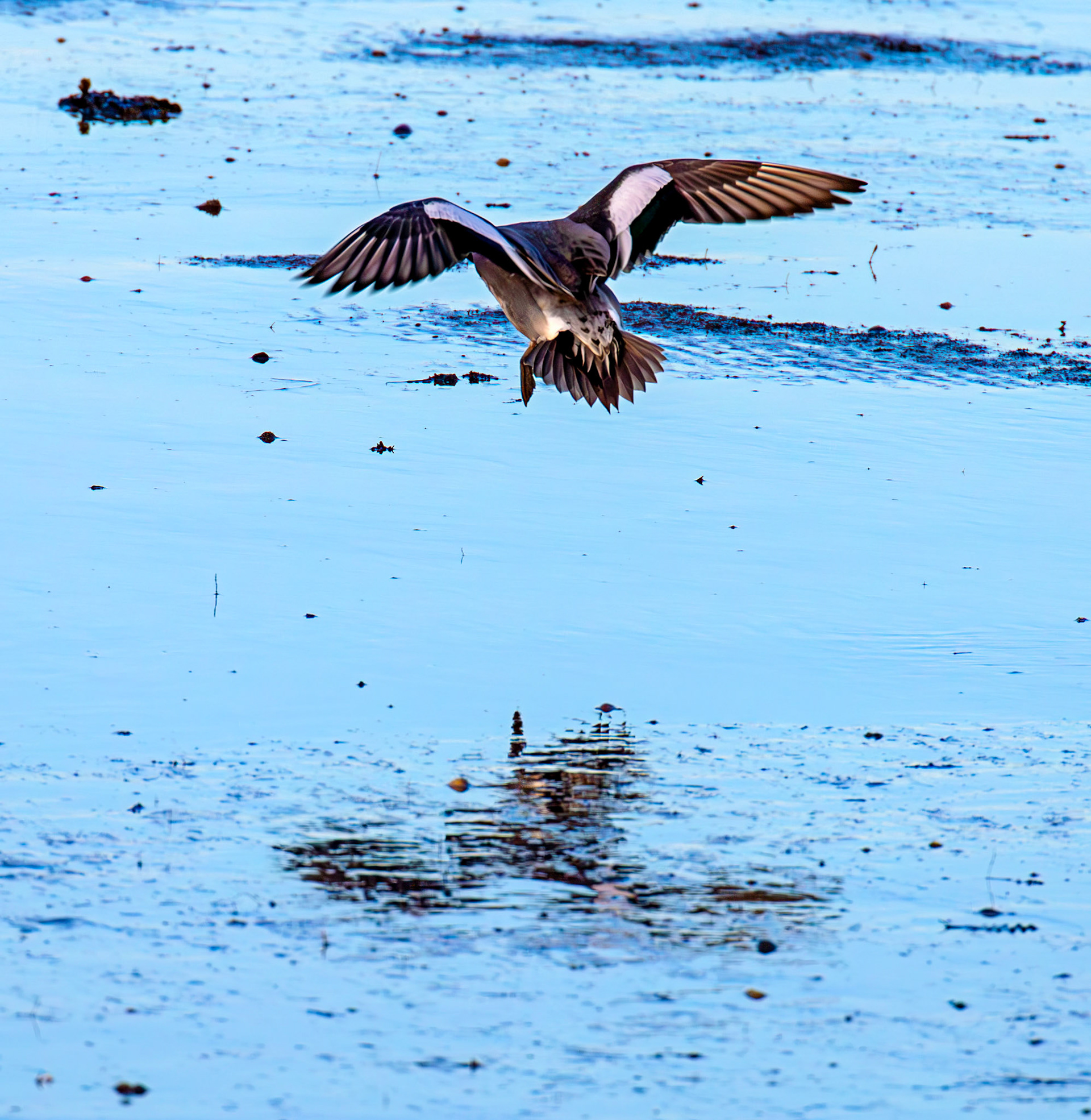 Wigeon at Aberlady, East Lothian - 05 February 2025