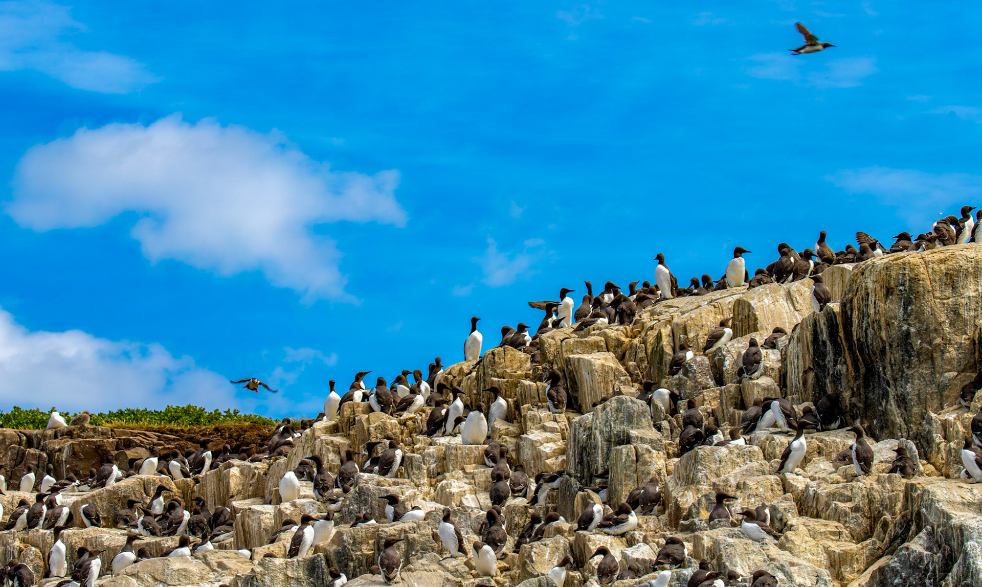 Guillemots, Puffin - Farne Islands 03 July 2026