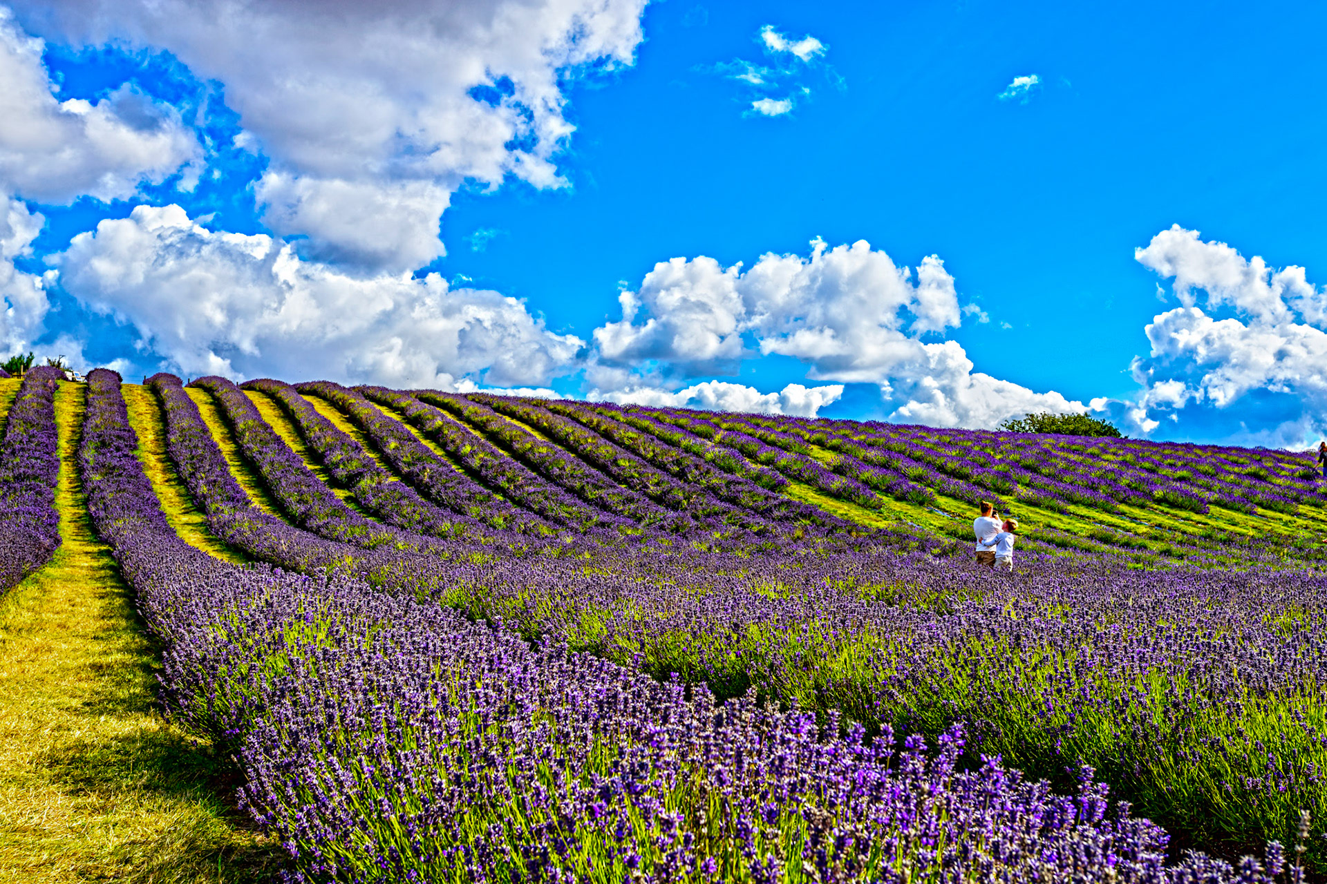 I spent an amazing few hours at Scottish Lavender Oils. They are so dedicated to nature and not to profit!