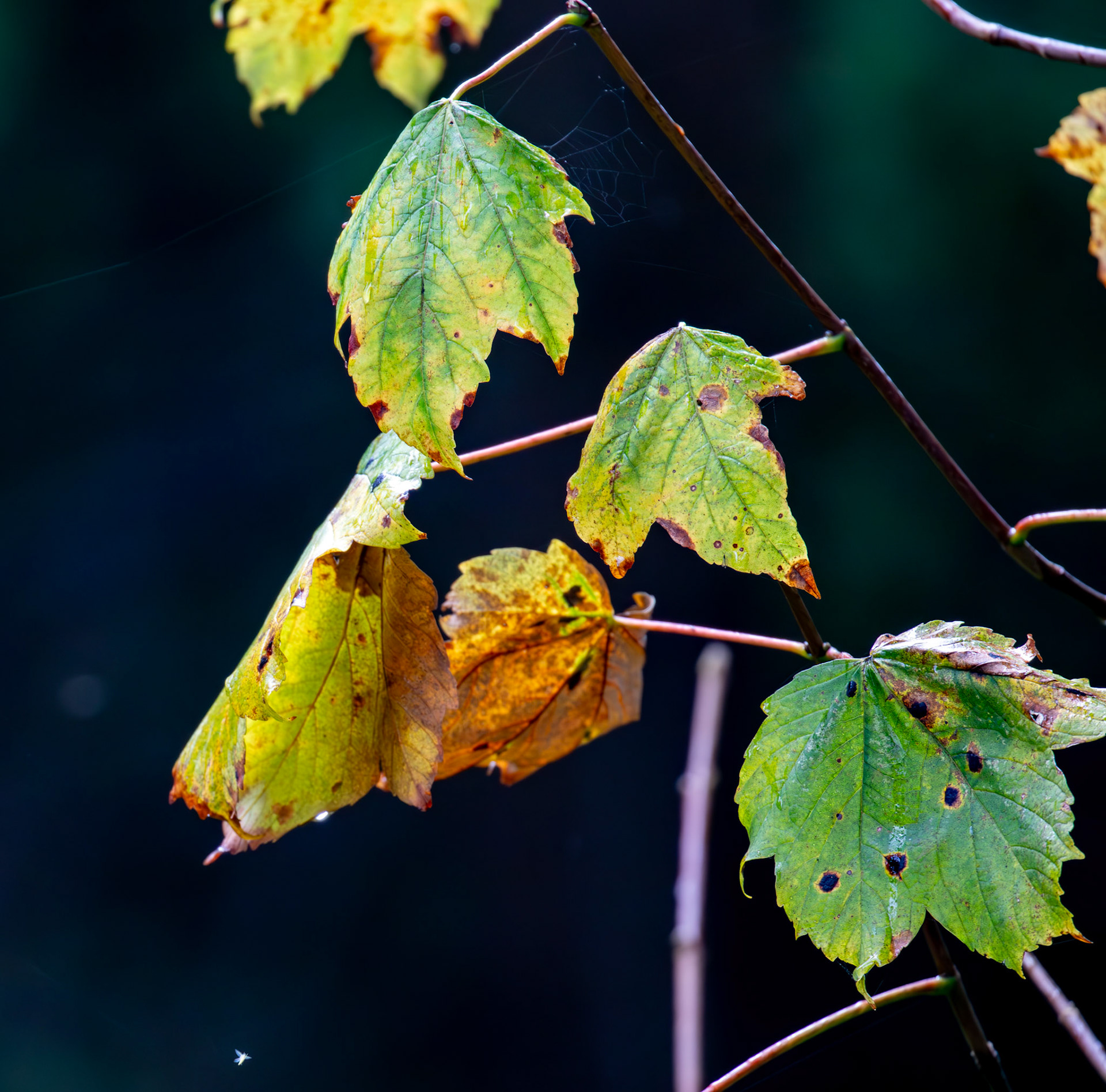 Beecraigs 24 September 2024