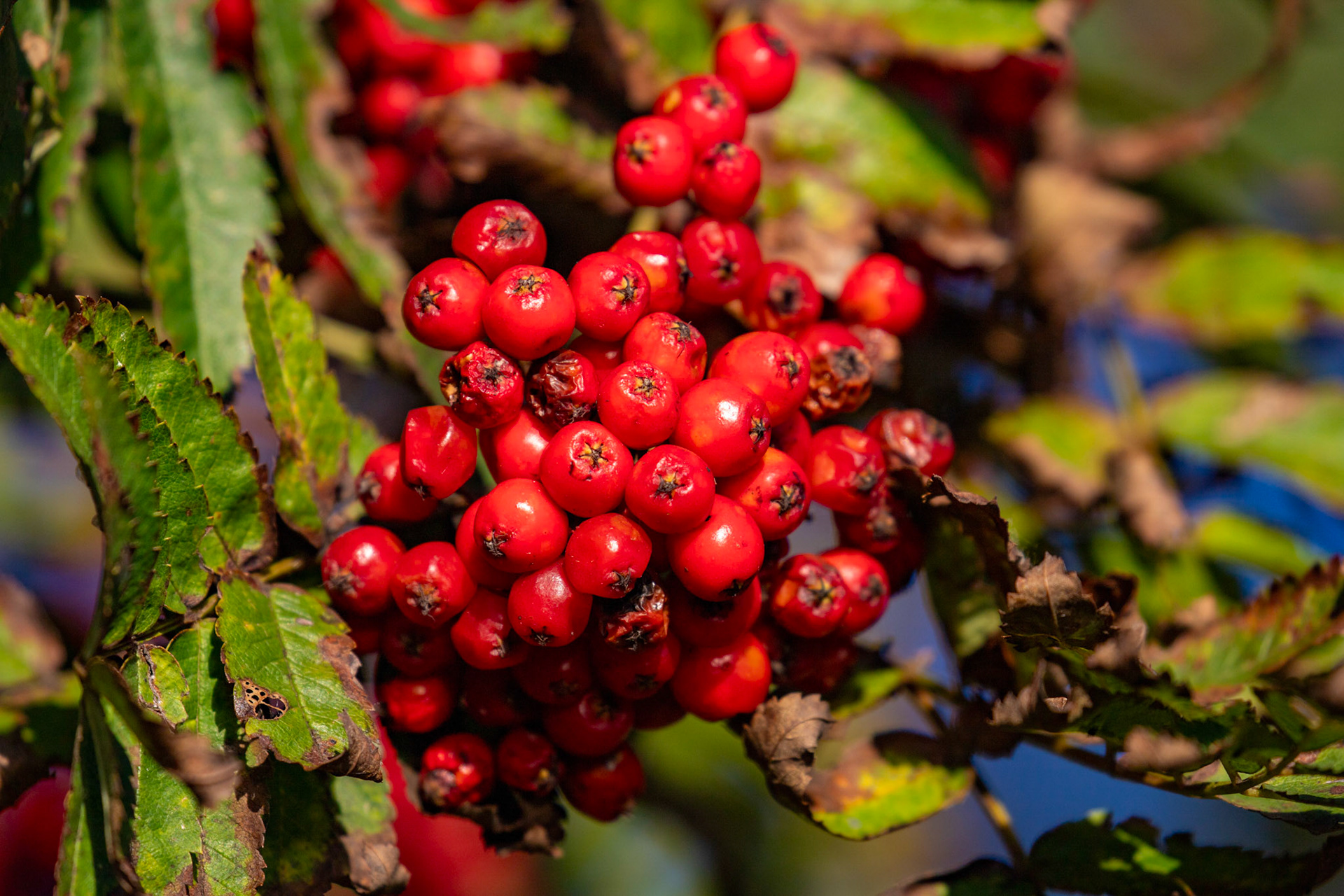 Harperrig Reservoir 17 September 2024