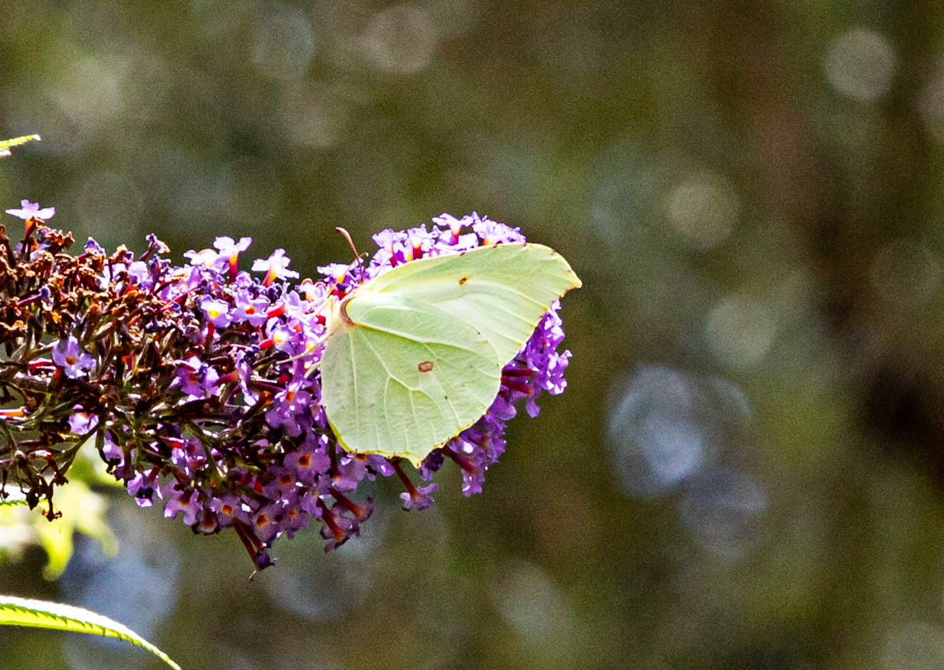Butterflies- Siena 26 June 2024