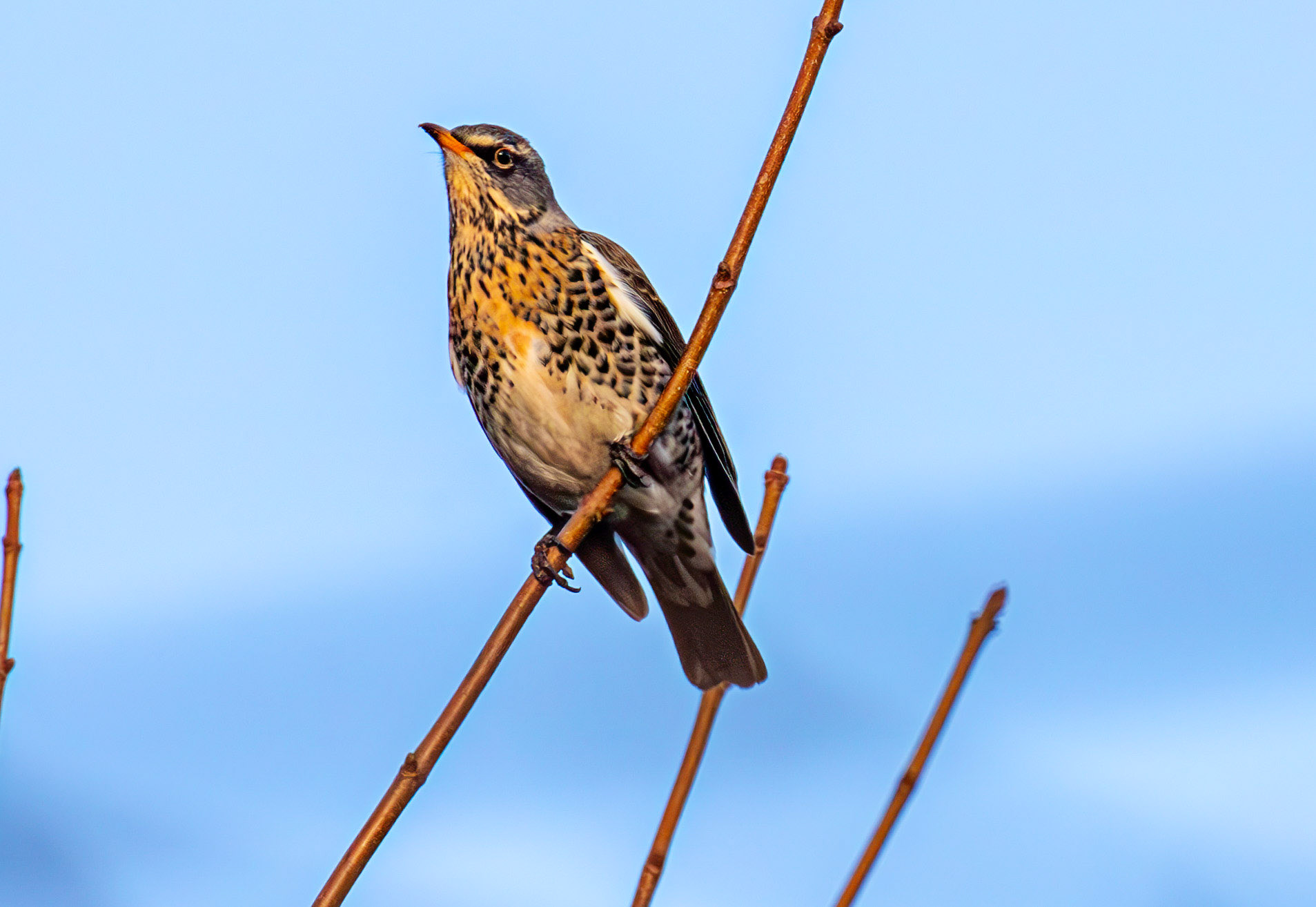 Fieldfare at Gullane, East Lothian - 05 February 2025