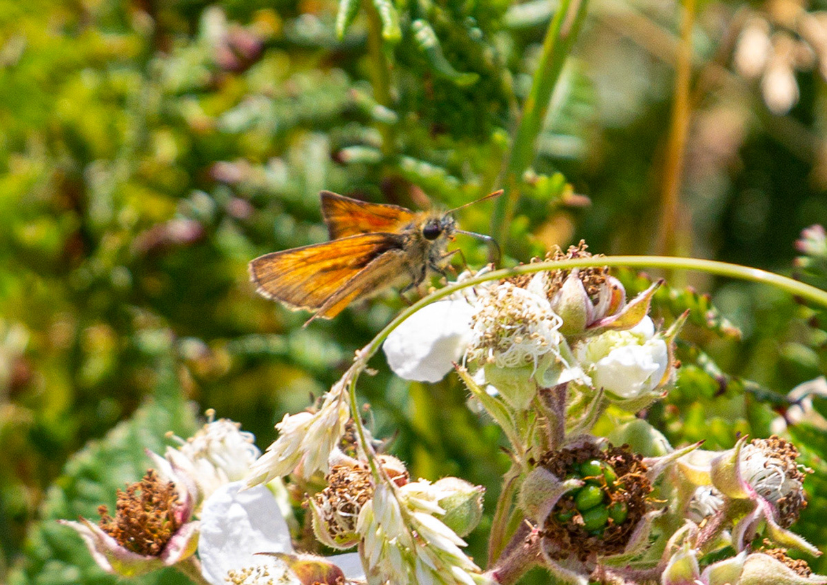 Ventnor Downs 13 July 2022