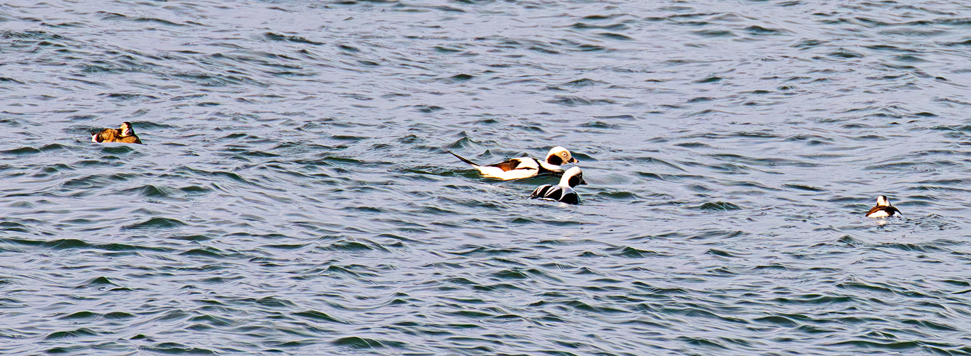 Long-Tailed Ducks at Portessie 05 March 2026