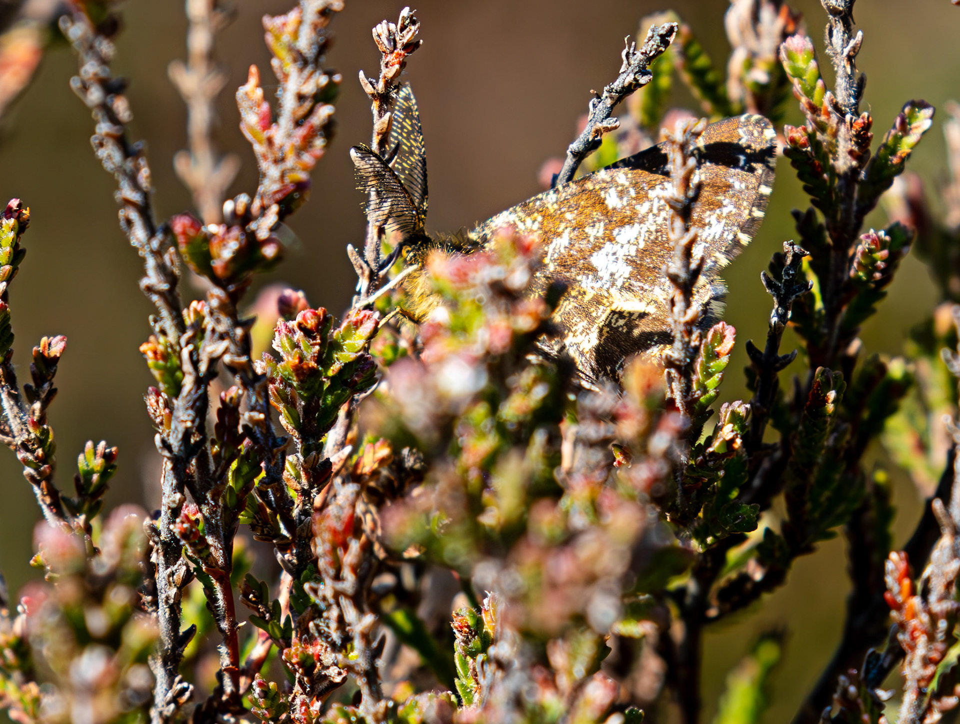 Common Heath Moth (Ematurga atomaria) - Tailend Moss, Livingston, West Lothian  21 May 2025