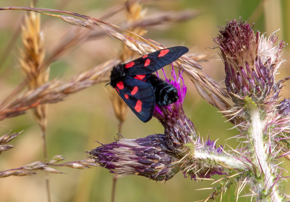 Herperrig Insects 23 July 2024