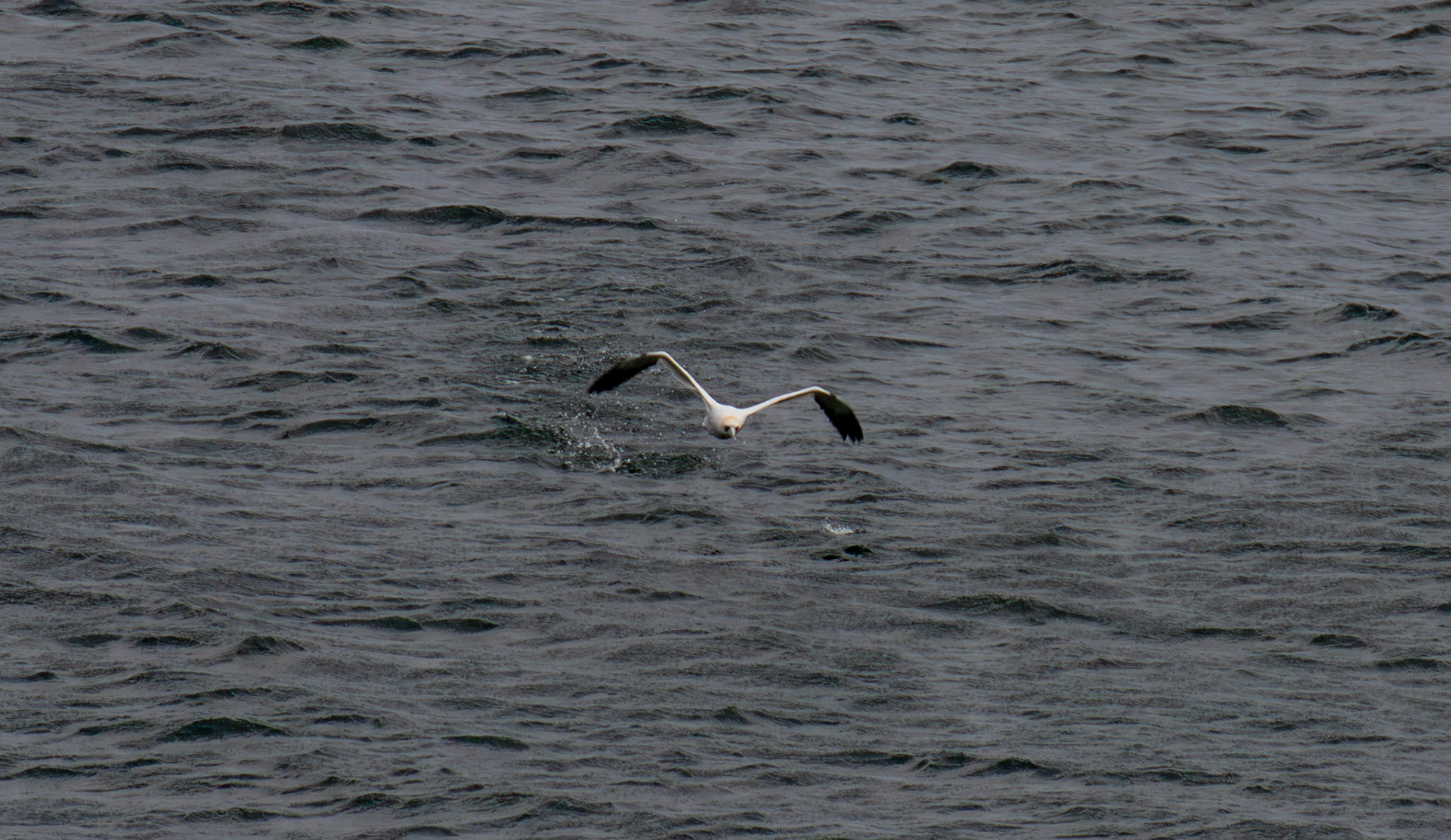 Northern Gannet getting airborne after dive - Tantallon Castle 04 July 2026