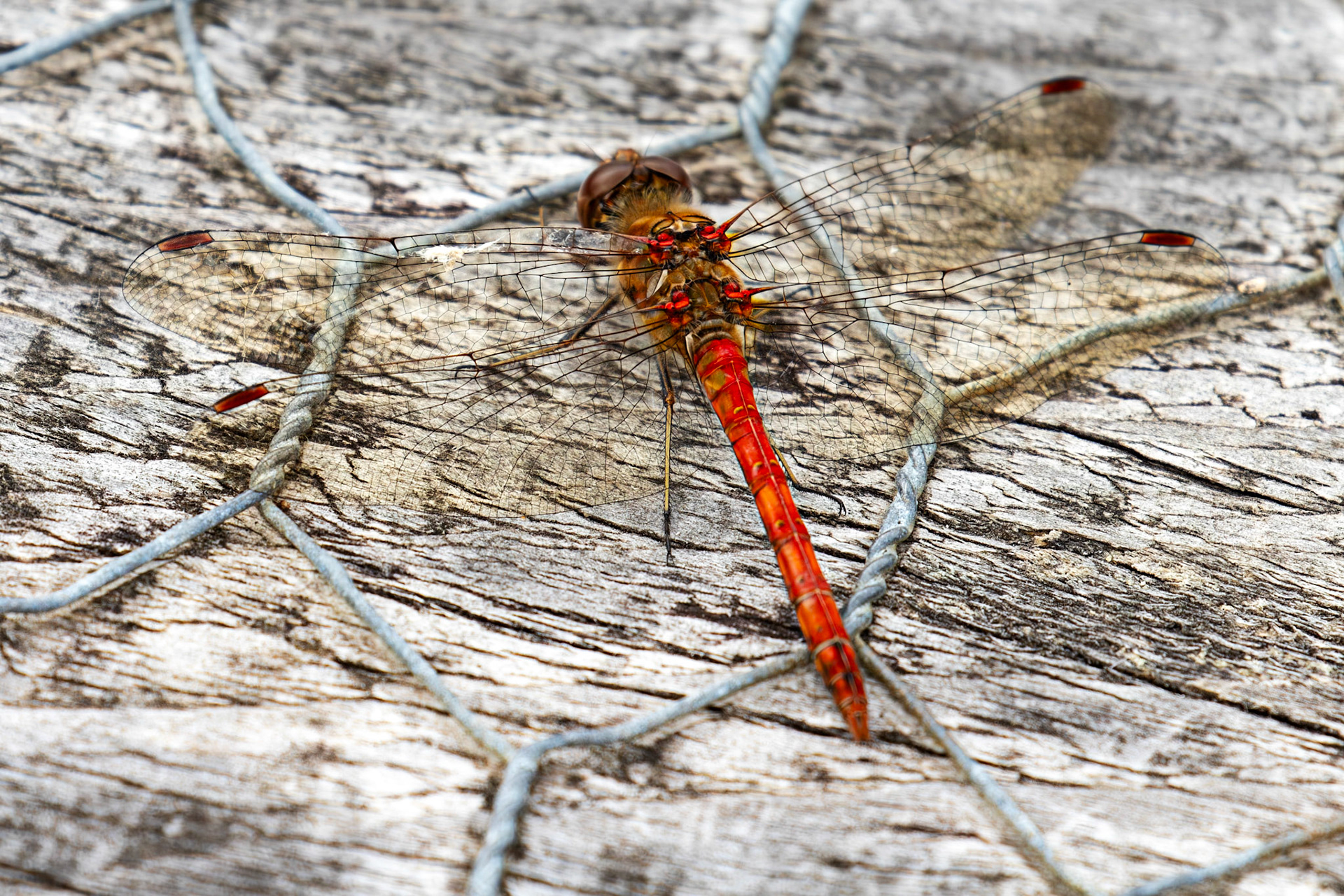 Bavelaw 24 Sept 2025