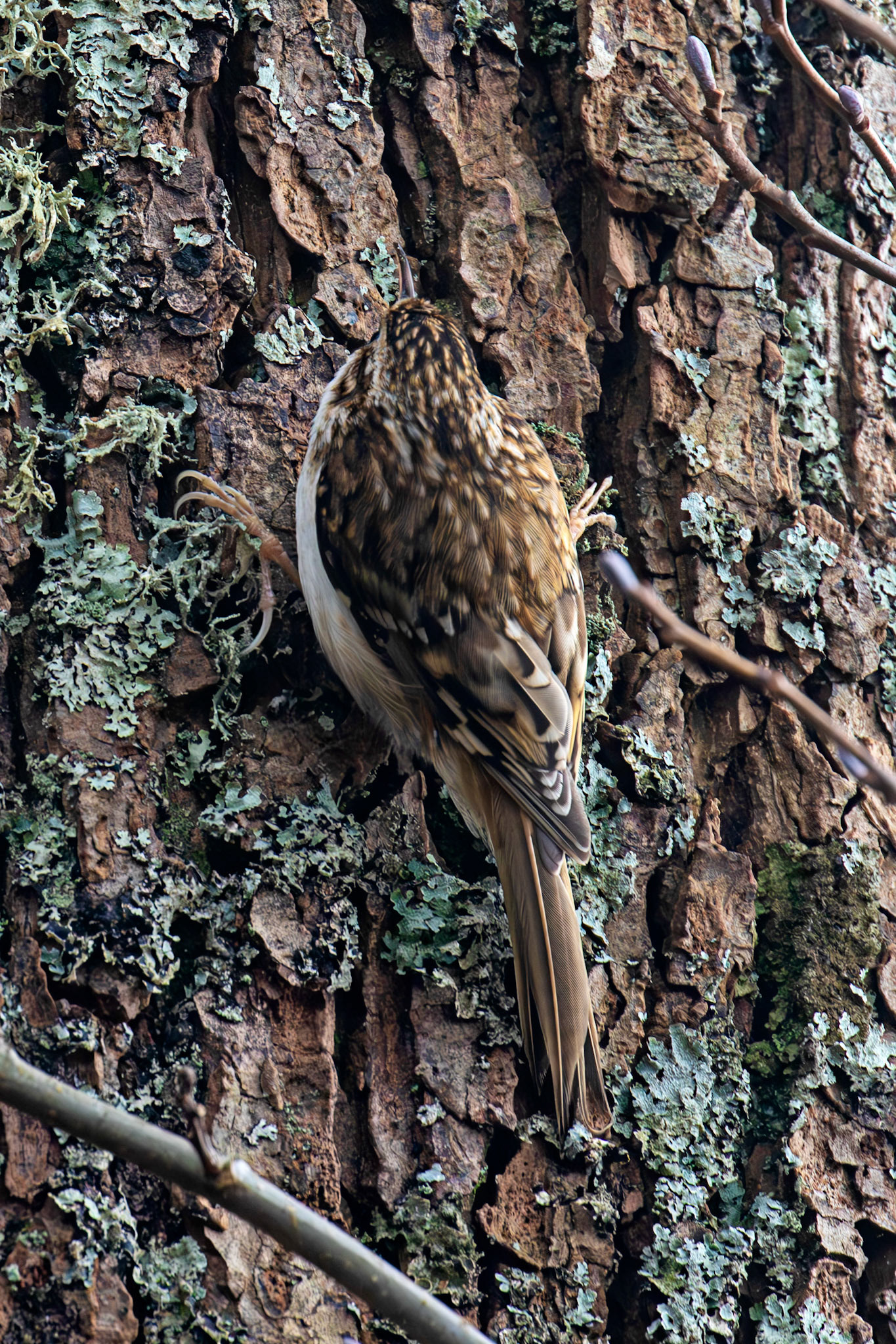 Treecreeper, Loch Venachar 28 February 2026