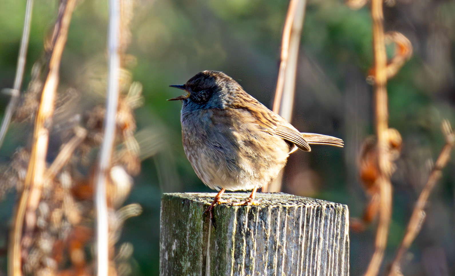 Dunnock, New Lagoon Musselburgh 18 November 2024