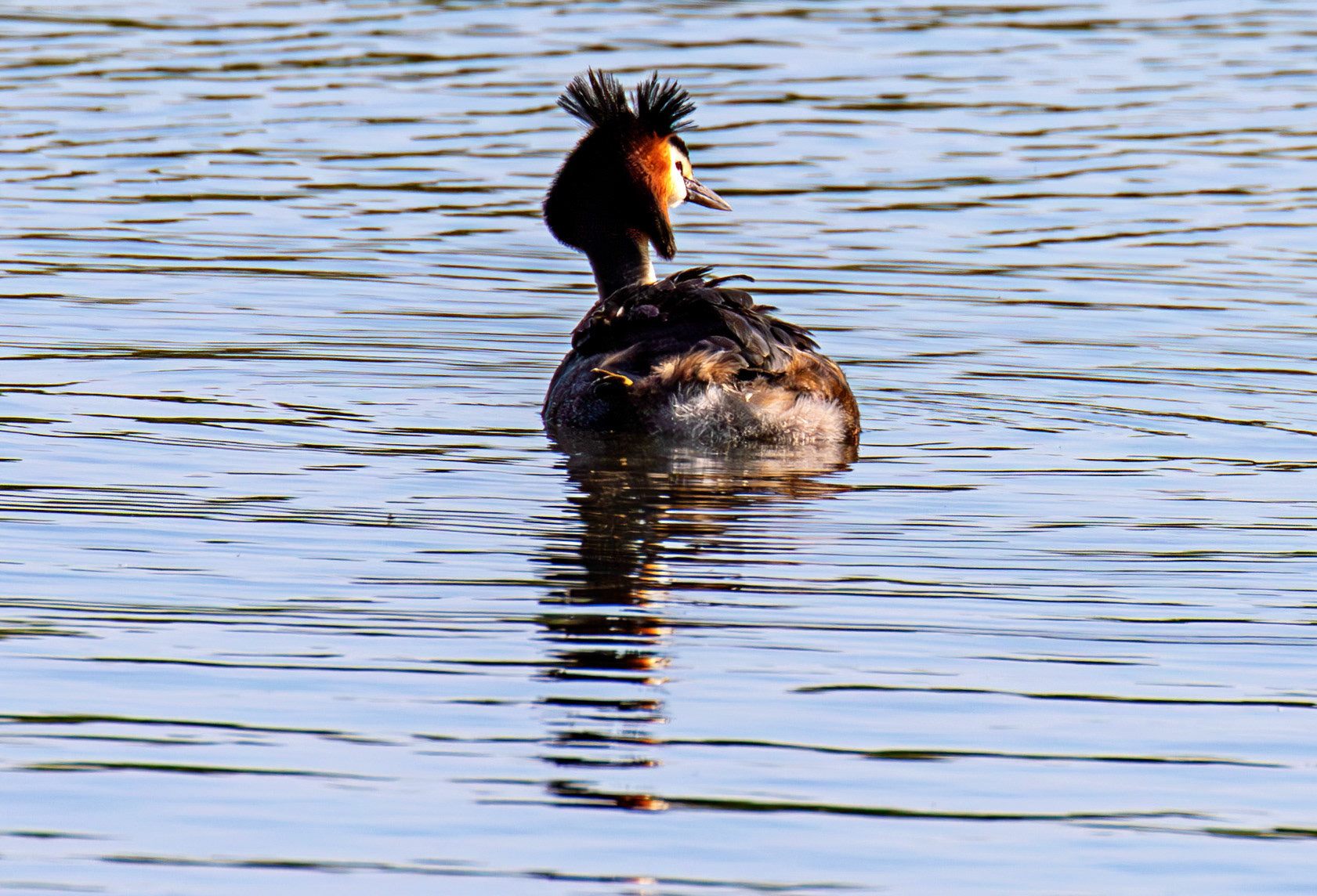 Great Crested Grebe at Hogganfield Loch 25 May 2026