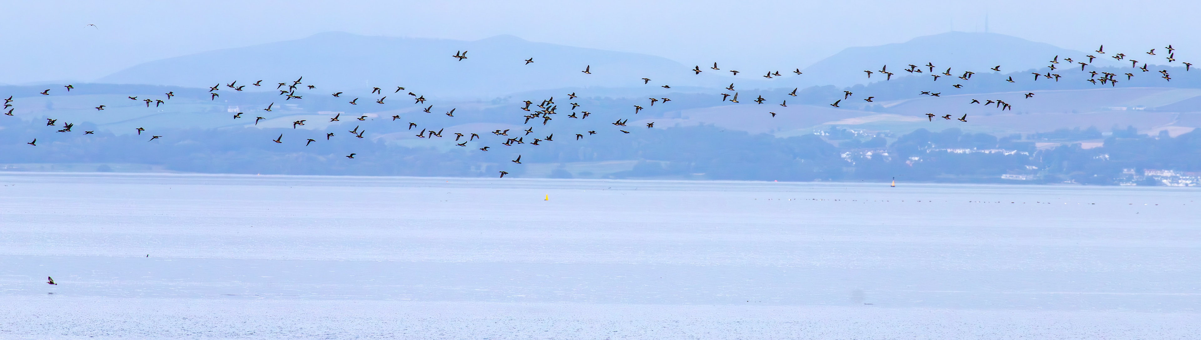Wigeon - Musselburgh Lagoons 30 Sep 2025