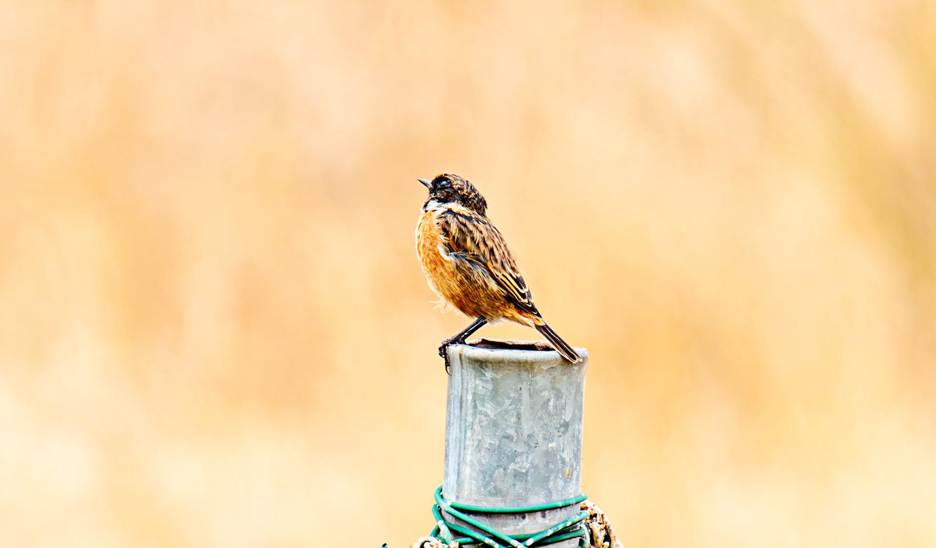 Stonechat - Reserva Natural do Estuario do Douro 20 August 2026
