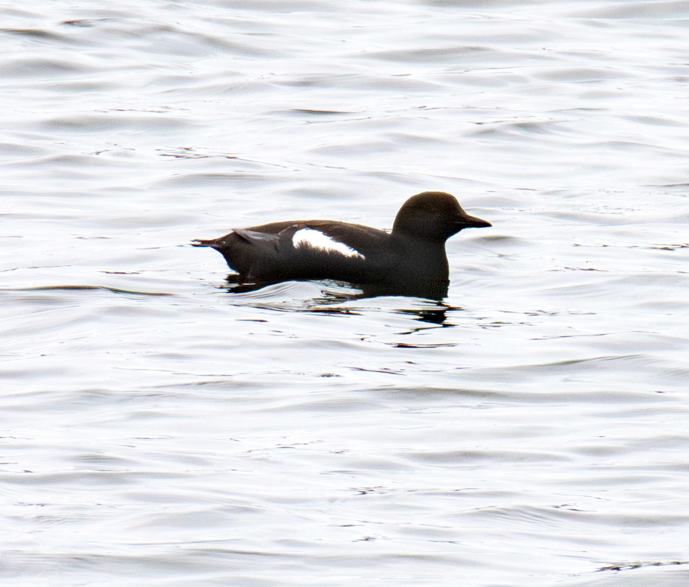 Black Guillemot - Wick 02 May 2026