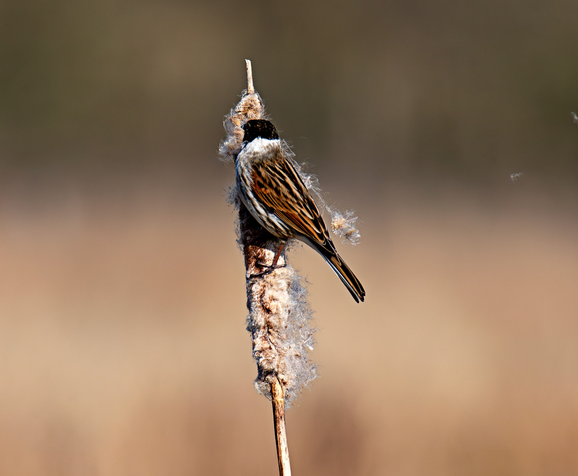 Reed Bunting at Black Devon Wetlands 20 March 2026
