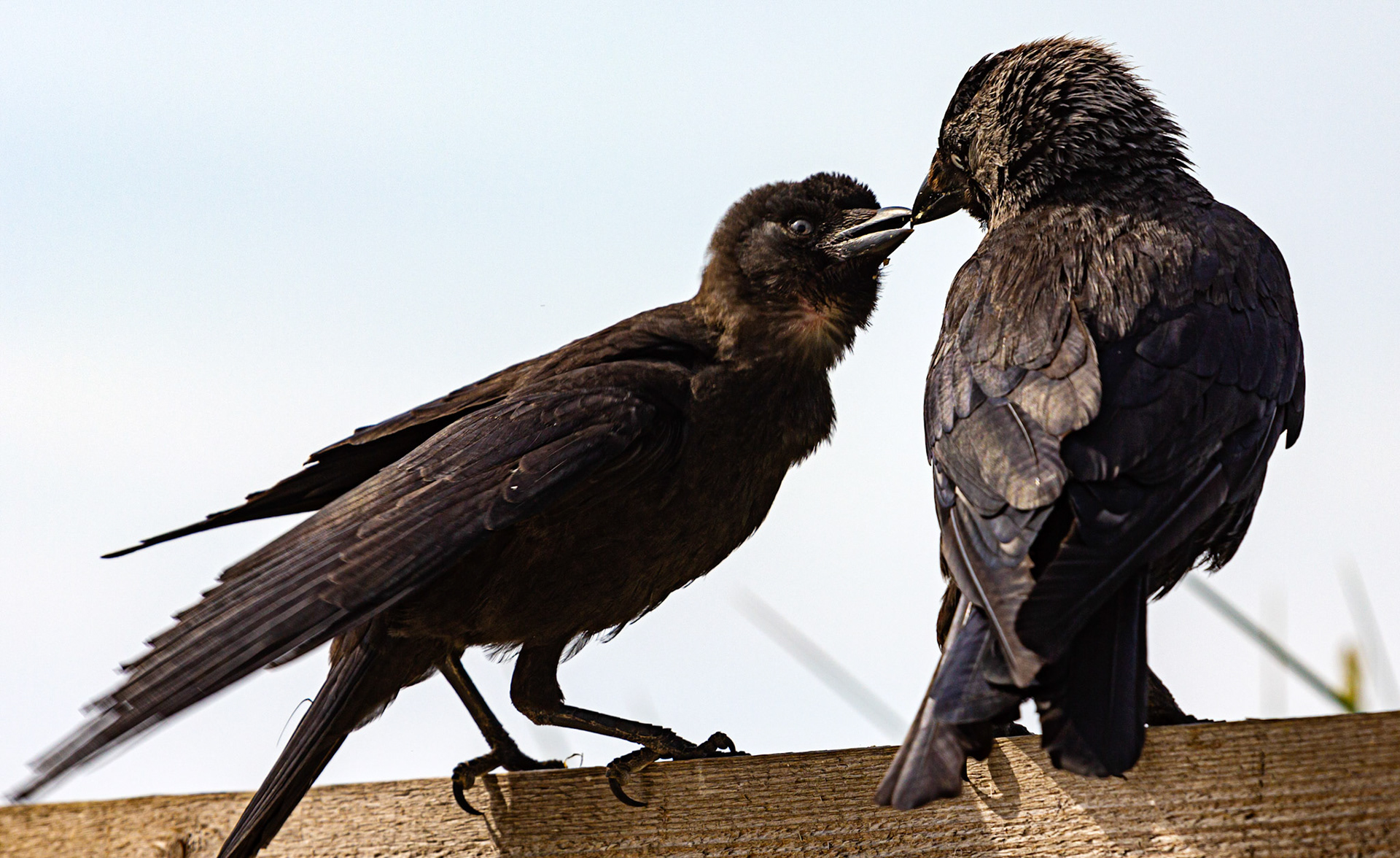 Bembridge IOW 17 July 2022