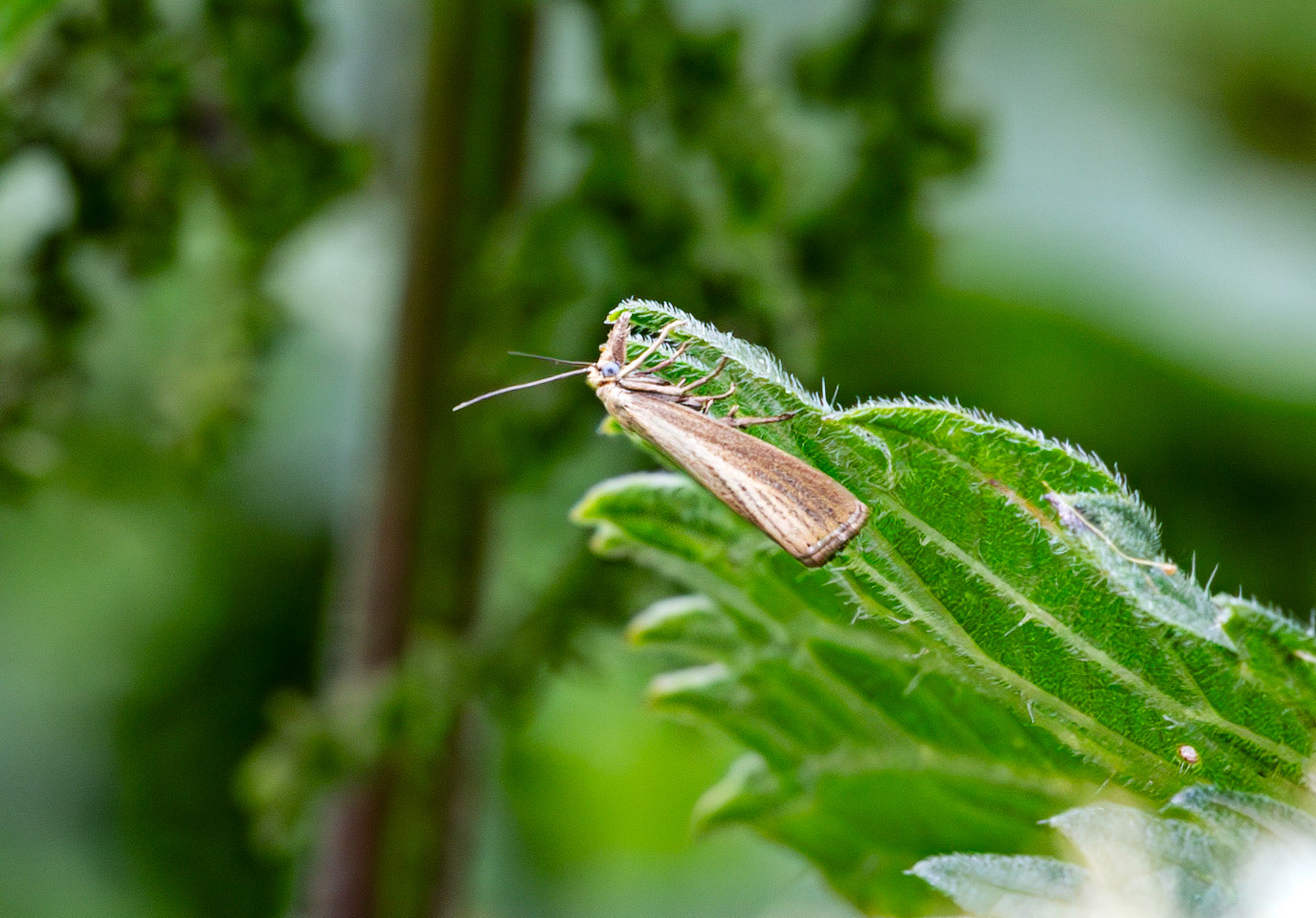 Insects in Livingston 22 July 2024
