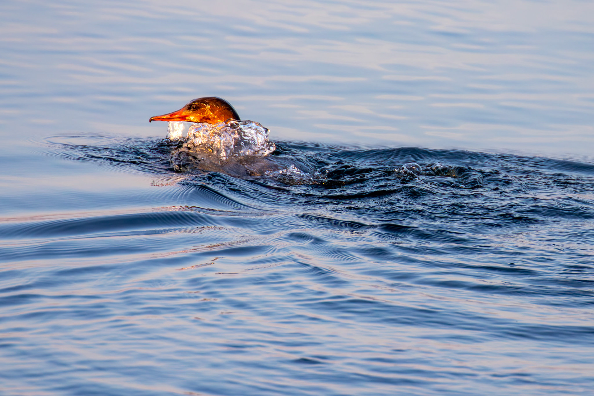Goosander bathing at Hogganfield Loch 19 March 2025