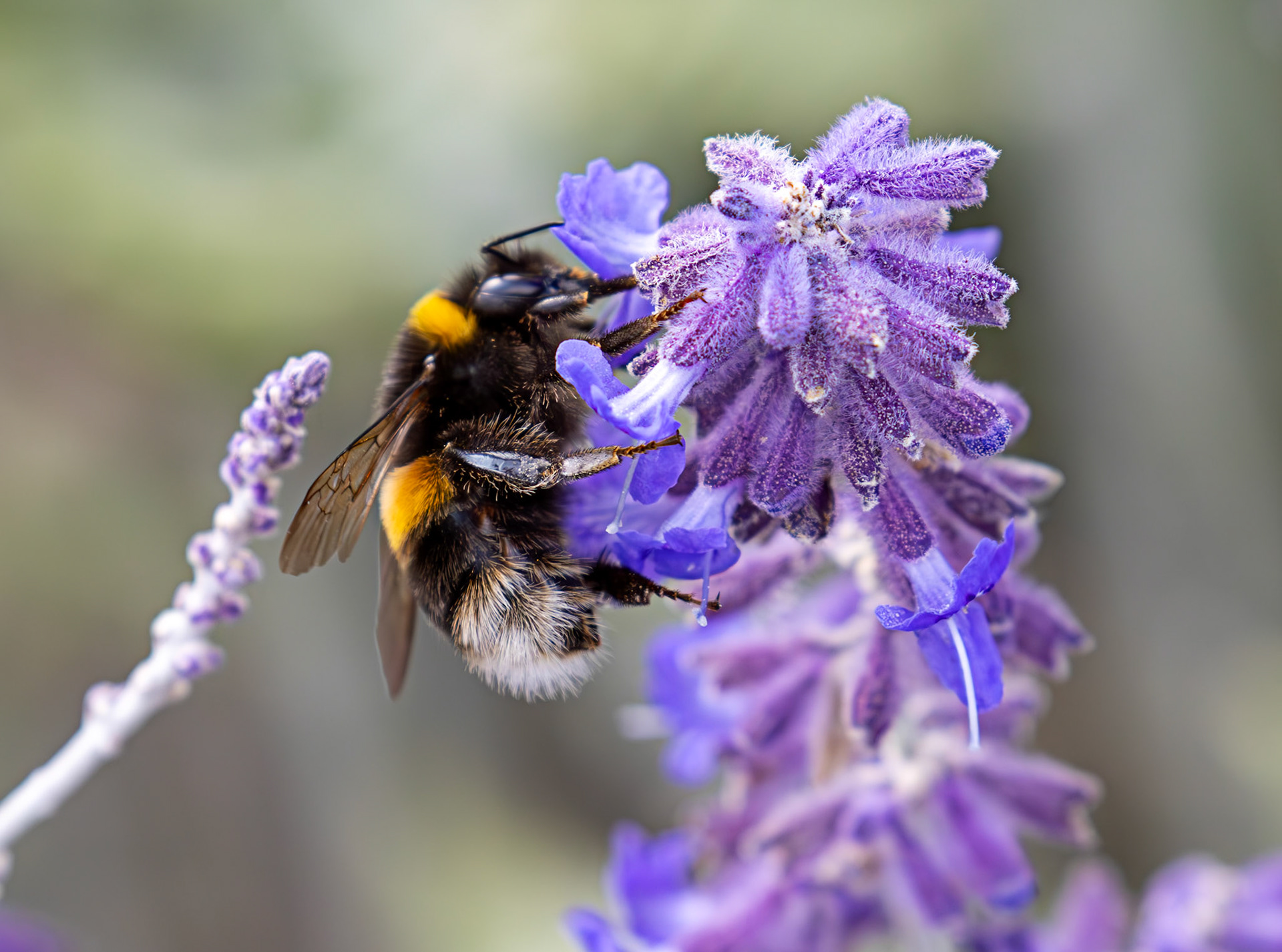 Buff-tailed Bumblebee (Bombus terrestris) Slough 05 August 2025