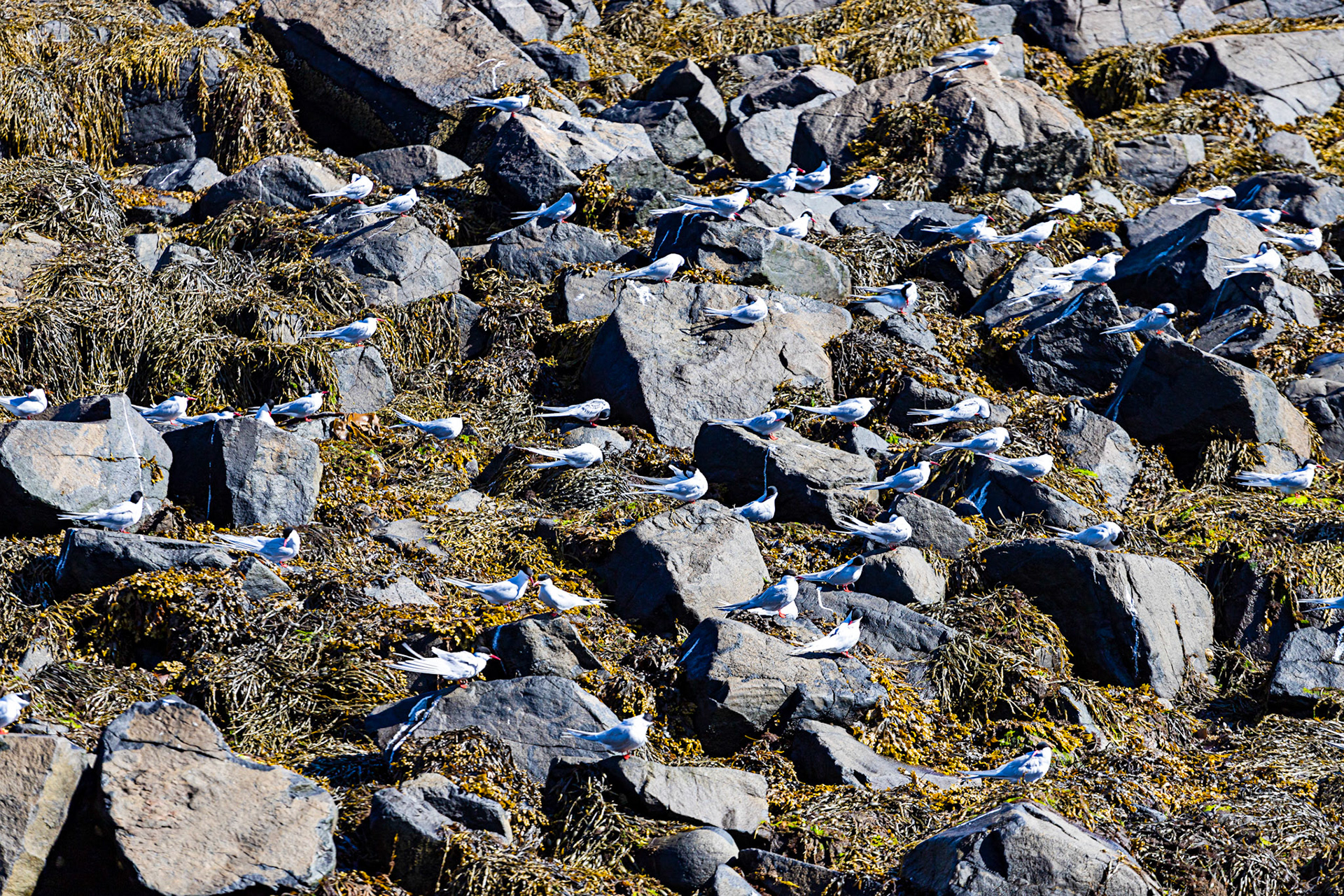 Isle of May - 04 June 2022