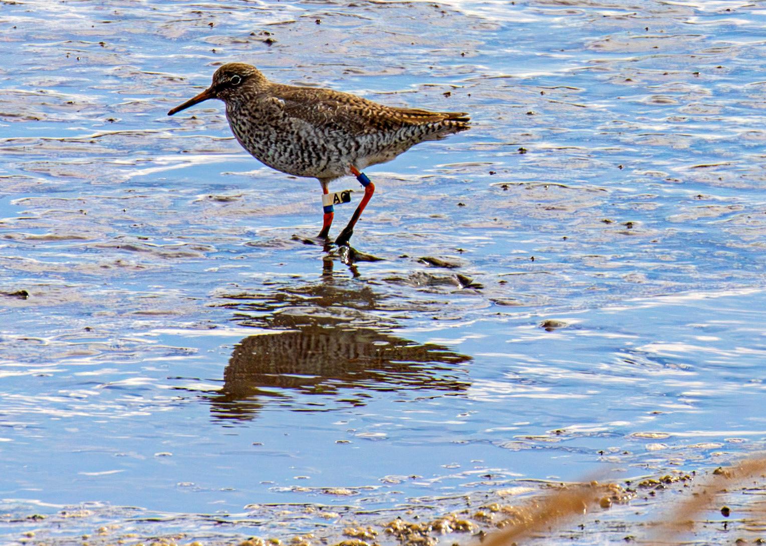 Common Redshank - Kinneil Lagoons 19 April 2025