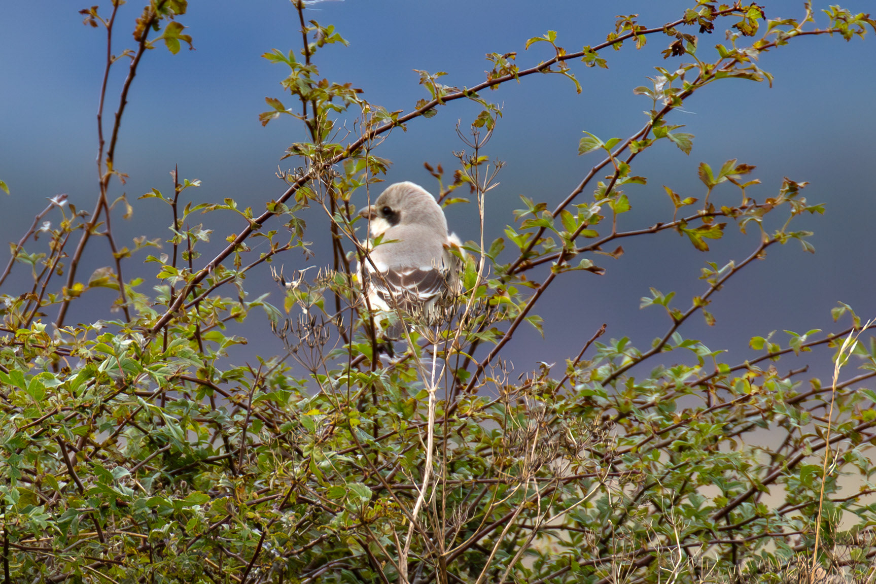 Steppe Grey Shrike in Dunbar 14 Sept 2024