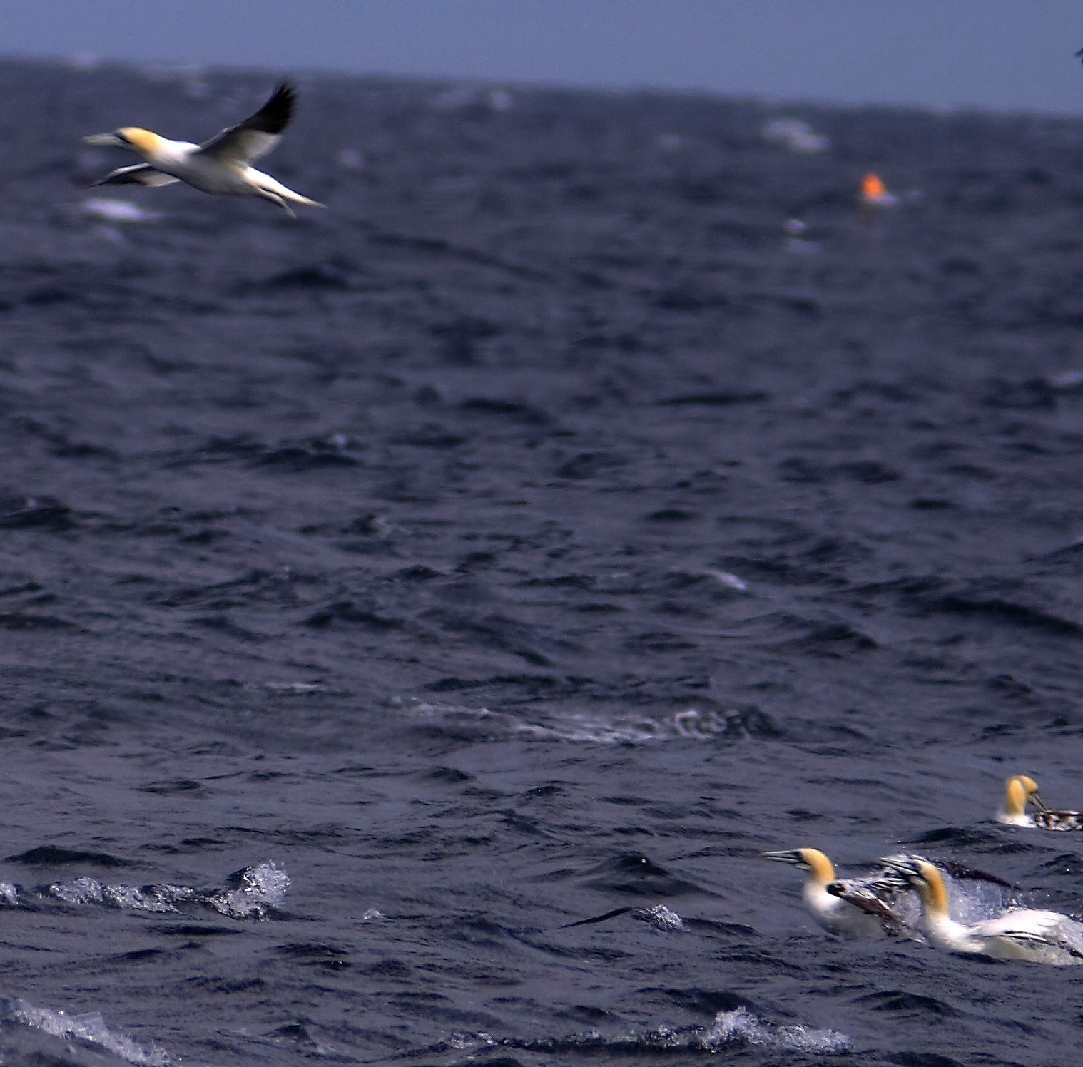 North BerwickPlease see my other Photographs at: http://www.jamespdeans.co.uk/