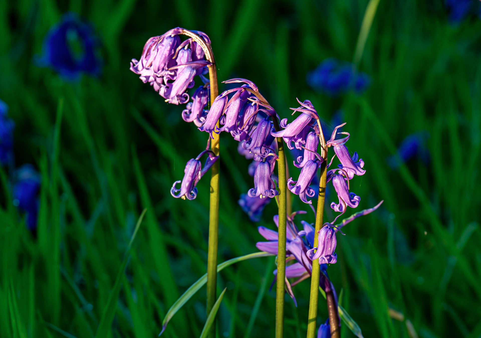Kinclaven Bluebell Woods 16 May 2026