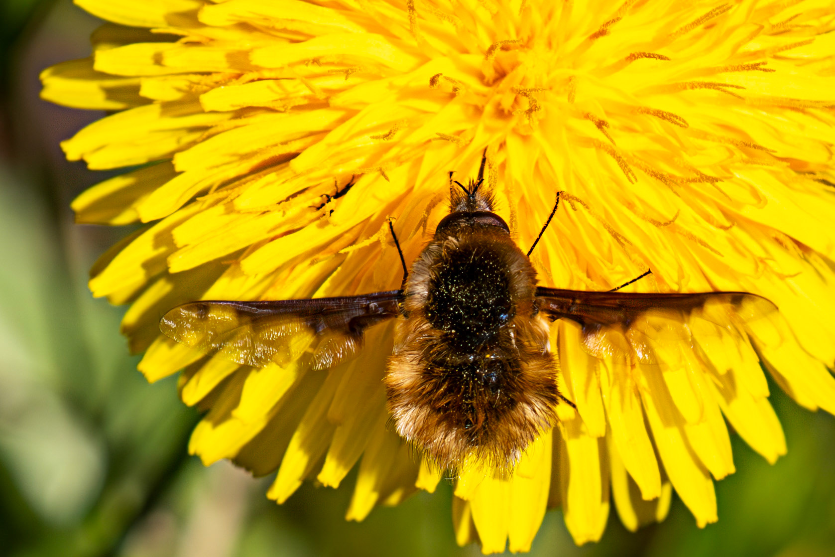 Whitehouse Wood near Kelty 20 April 2025