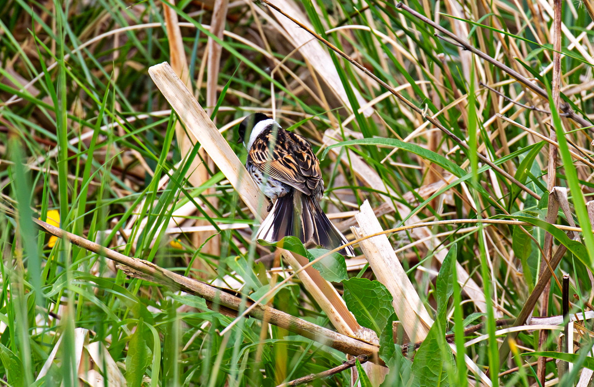 Reed Bunting at Black Devon Wetlands RSPB 23 May 2025