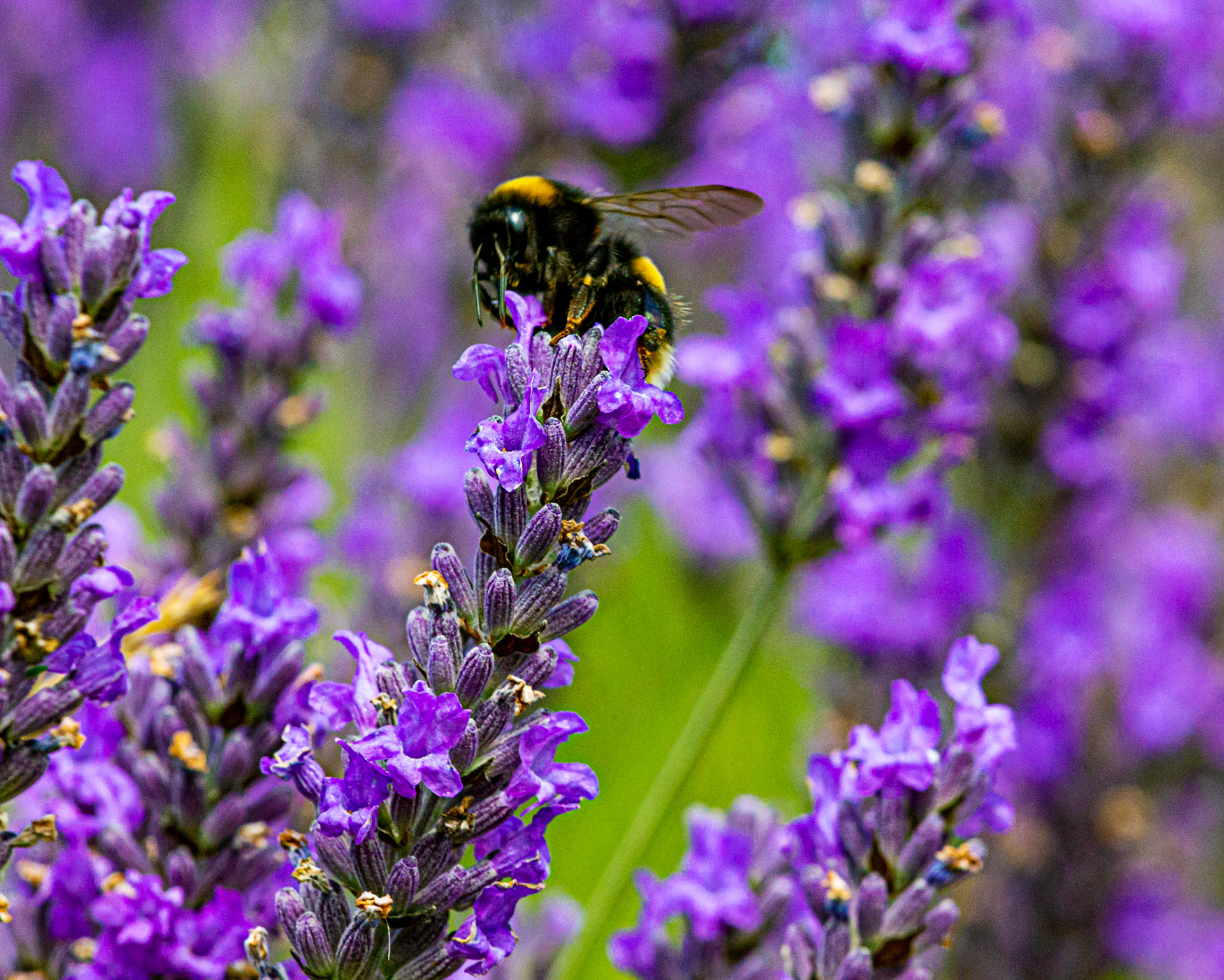 I spent an amazing few hours at Scottish Lavender Oils. They are so dedicated to nature and not to profit!