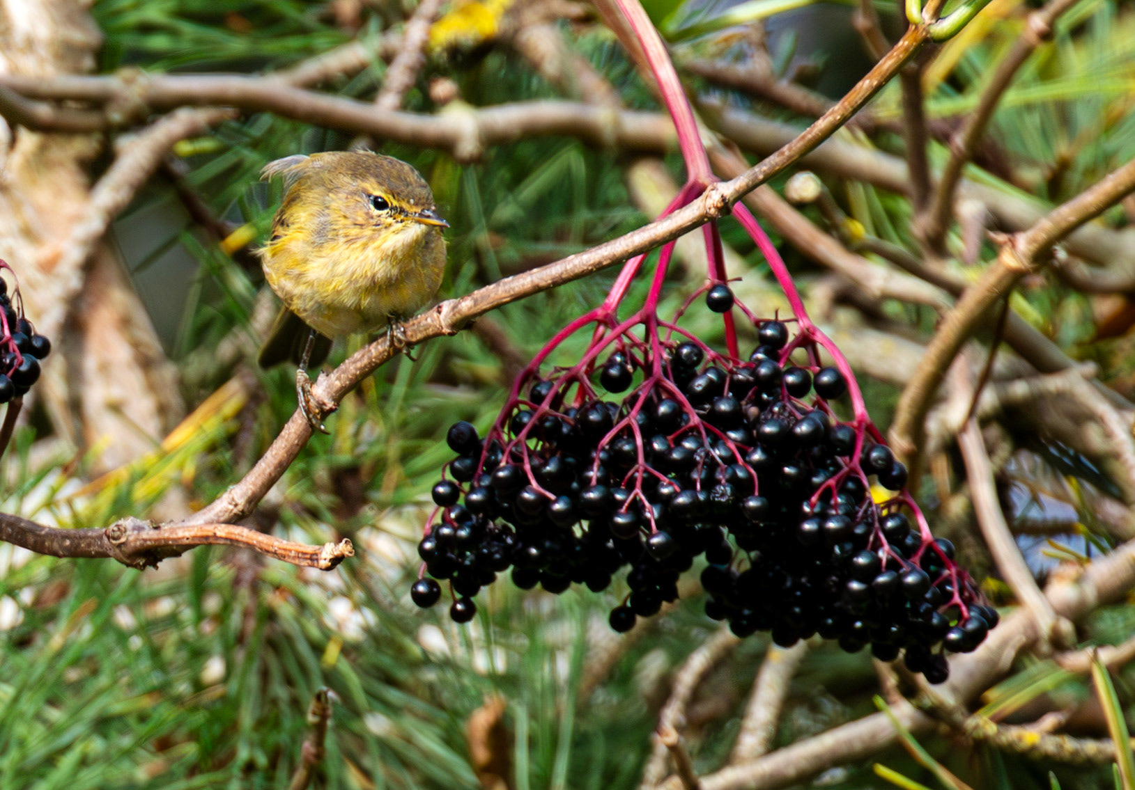 Barns Ness 29 Sept 2024