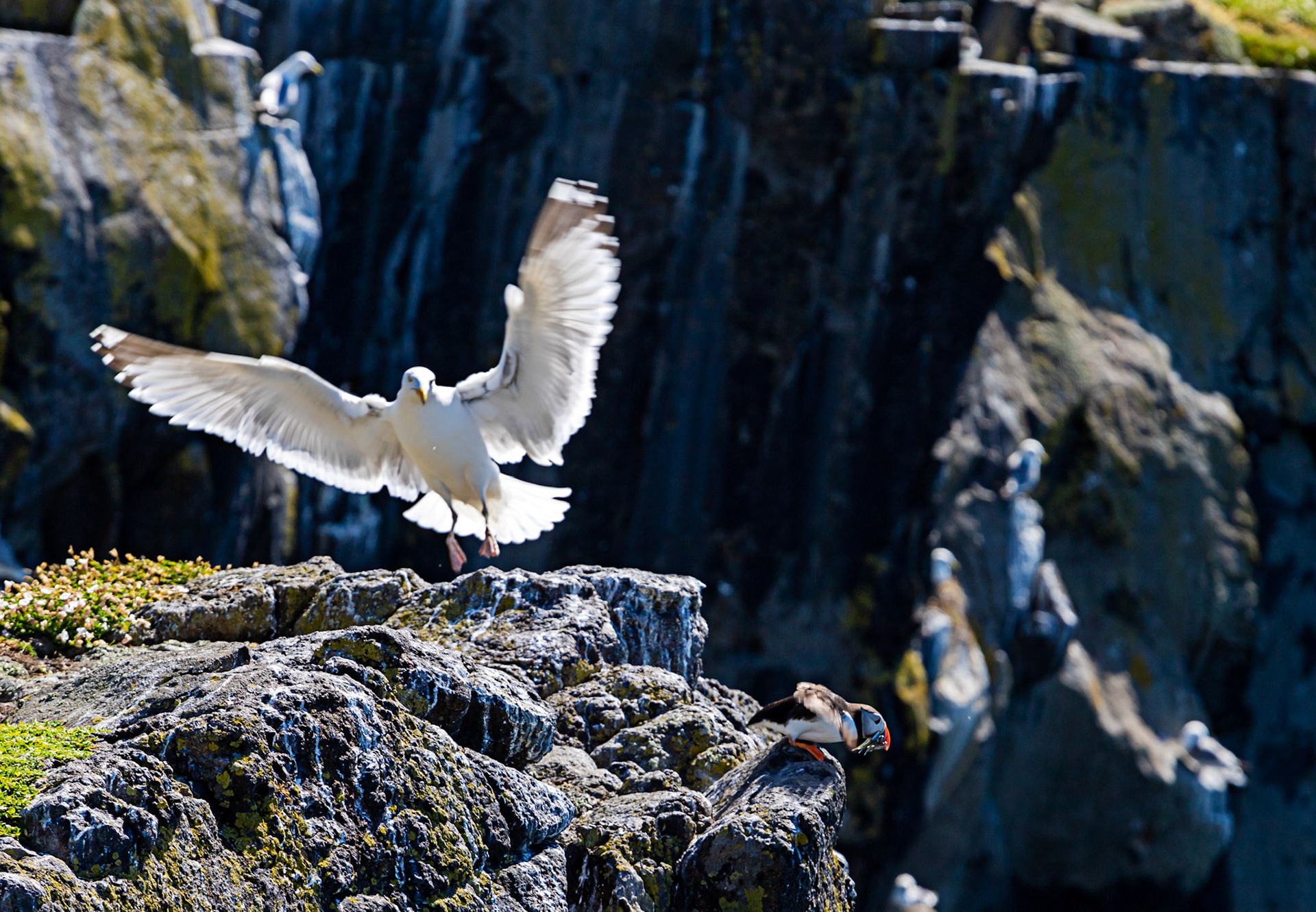 Puffin - Isle of May - 04 June 2022
