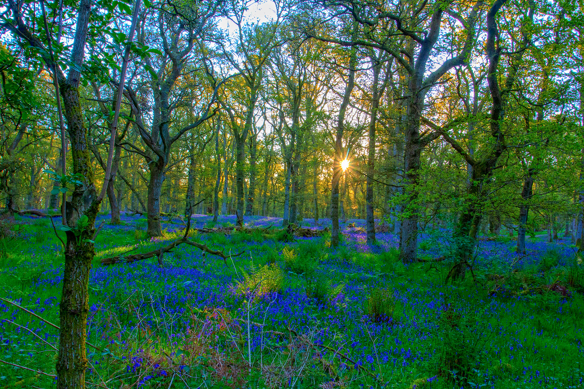 Kinclaven Bluebell Woods 16 May 2026