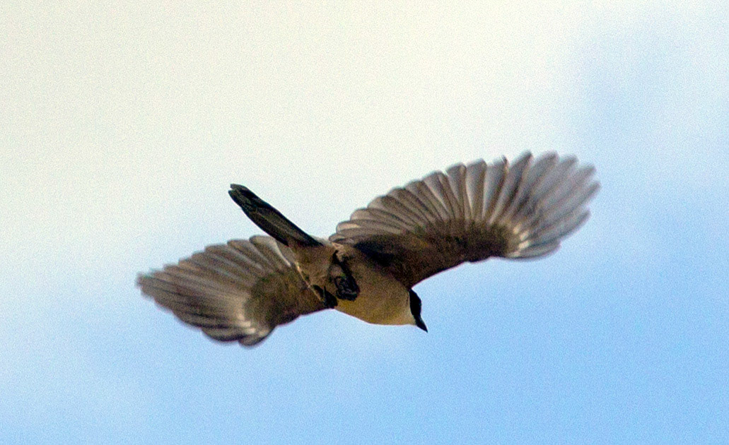 Eastern AlgarvePlease see my other Photographs at: http://www.jamespdeans.co.uk/