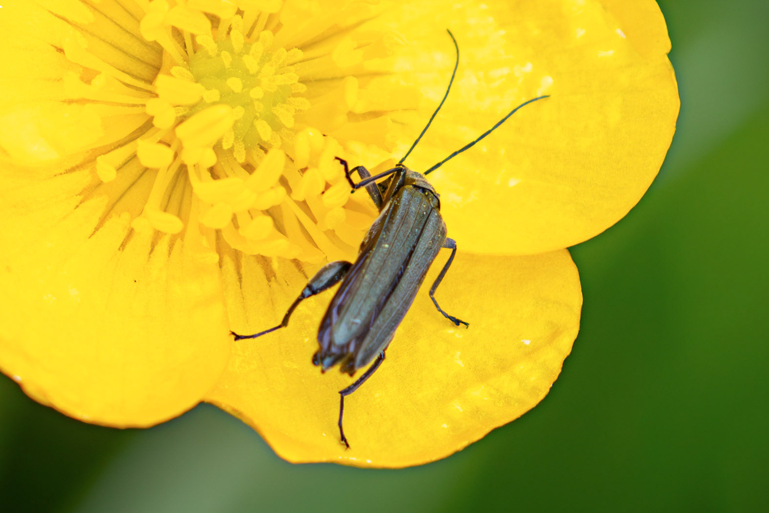 False Blister beetle (Oedemera virescens) at Little Vantage 20 June 2026