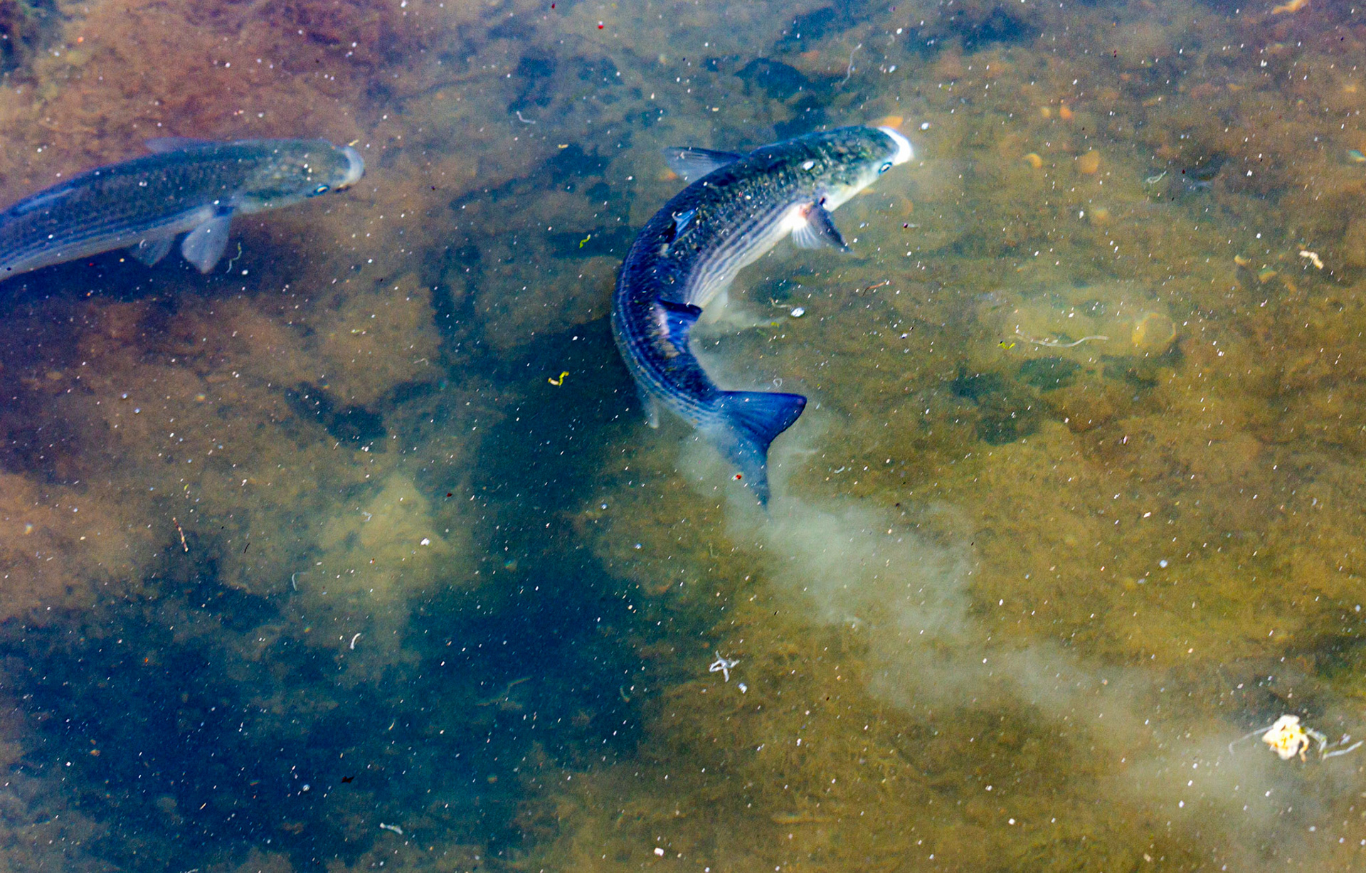 Mullet Spawning at Newtown IOW 14 July 2022