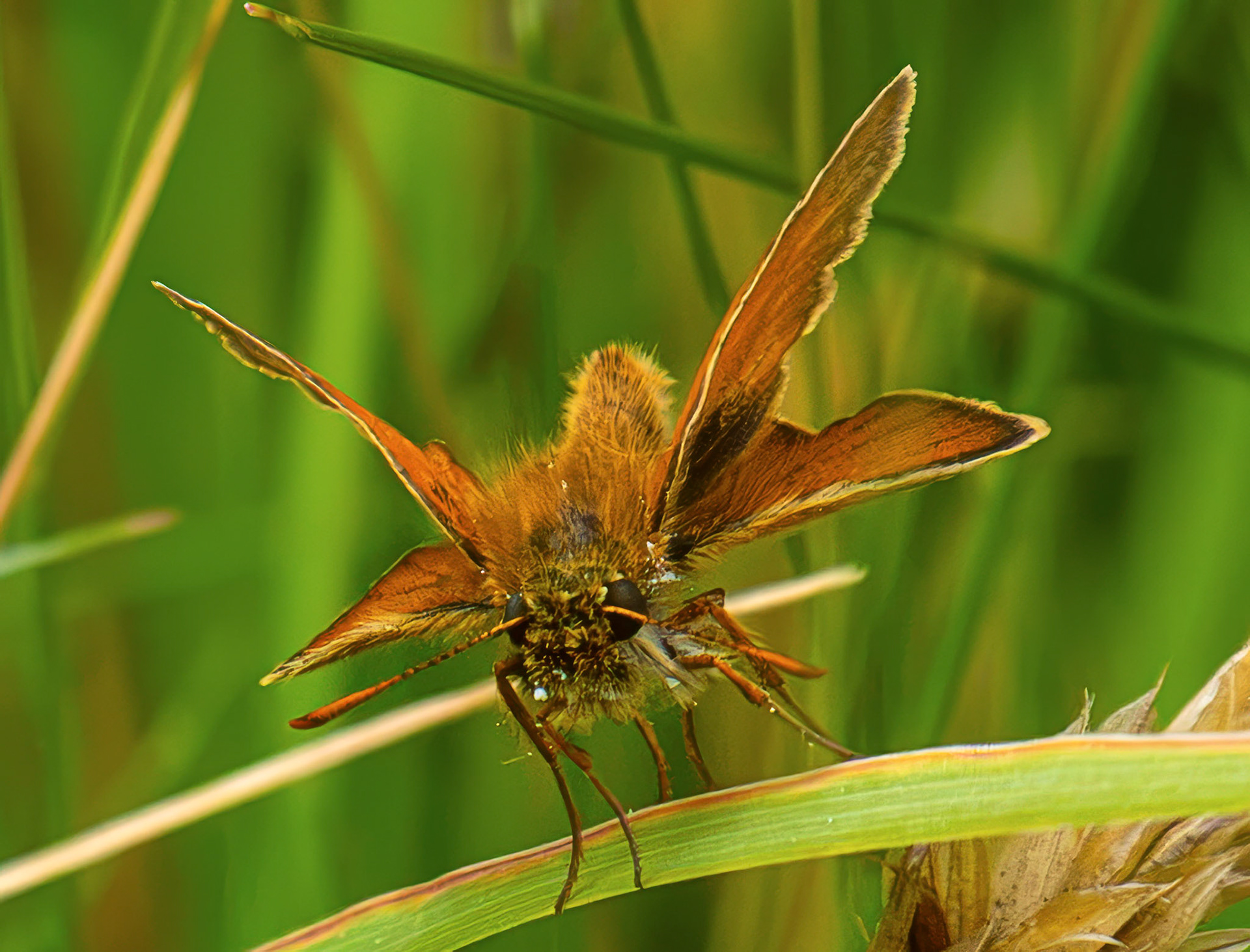 Small Skipper (Thymelicus sylvestris) Harperrig 14 July 2026