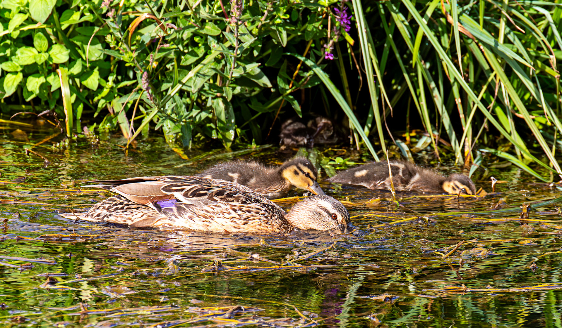 River Itchen Mansbridge 26 July 2025