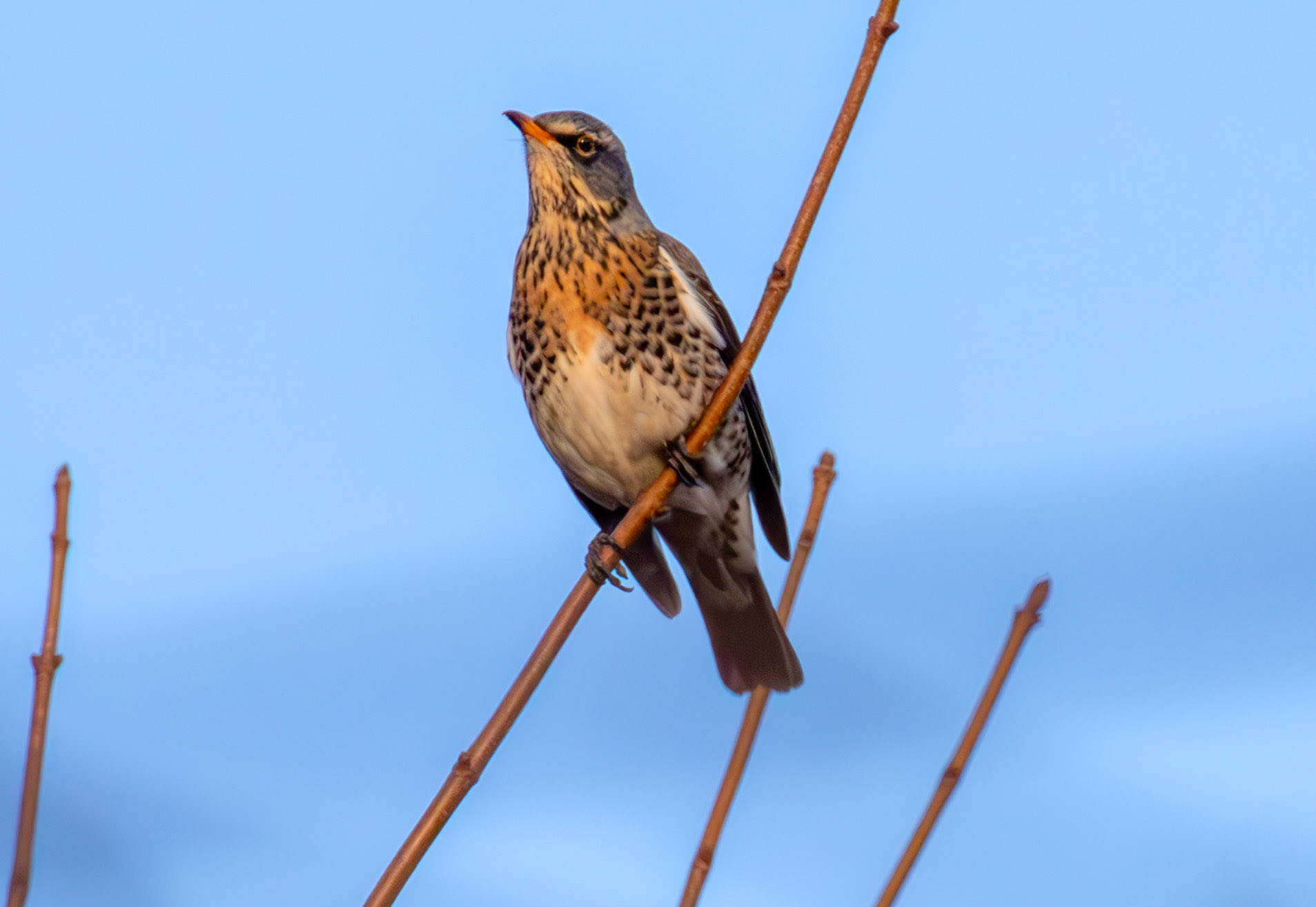 Fieldfare at Gullane, East Lothian - 05 February 2025