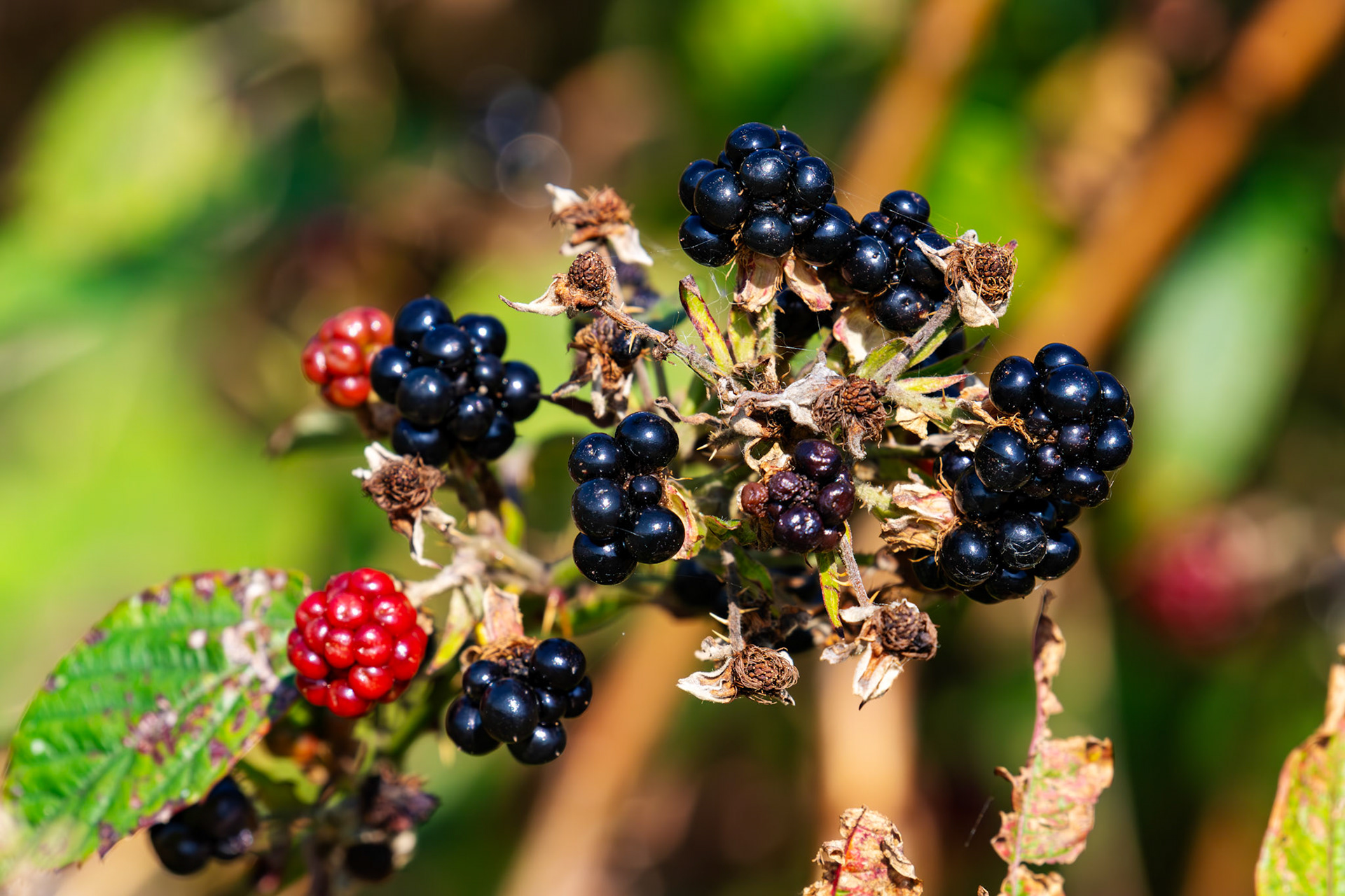 RSPB Loch Leven 06 Sept 2024