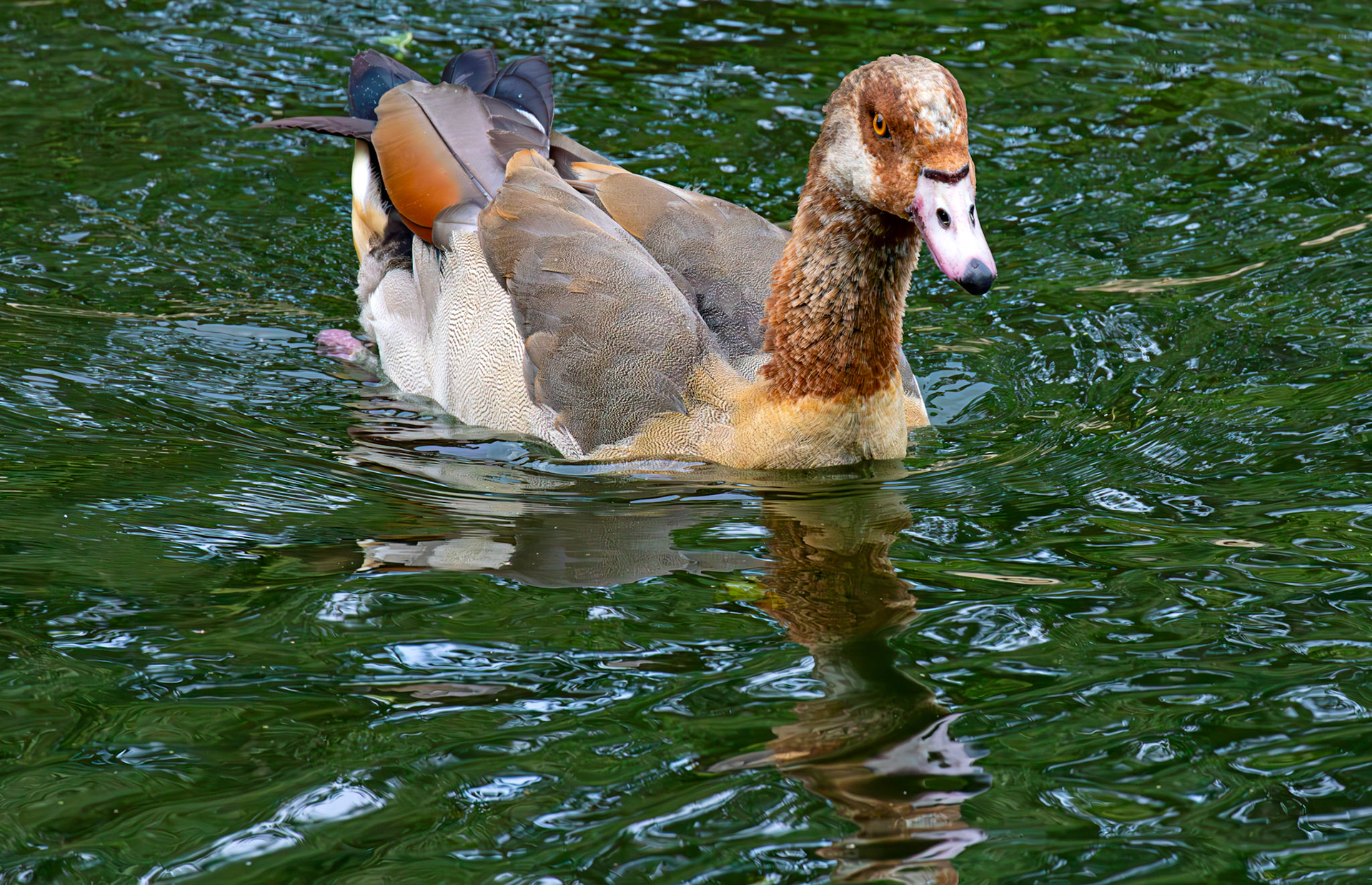 Windsor 06 August 2025