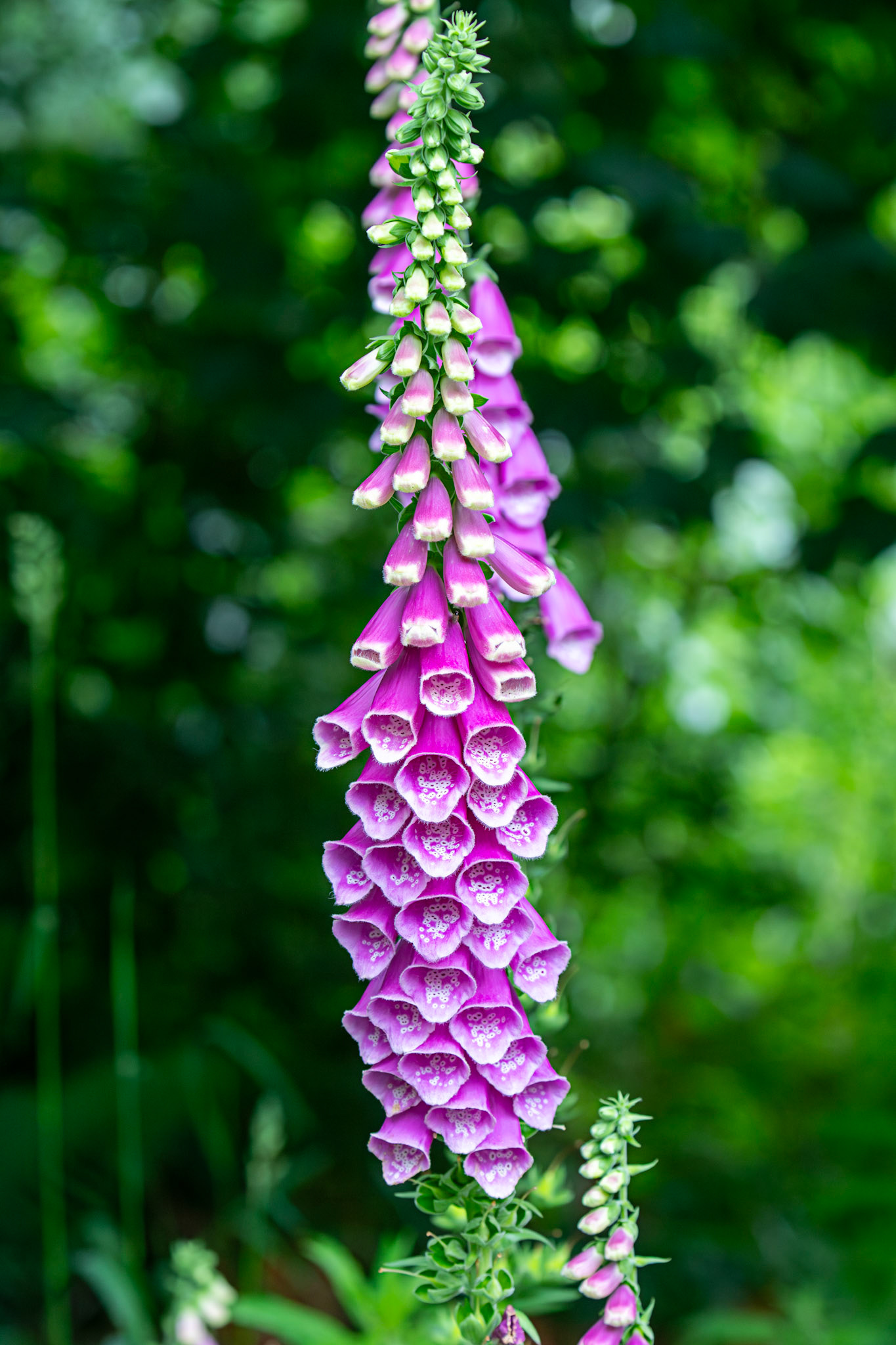 Foxgloves - Polkemmet Country Park 25 June 2025