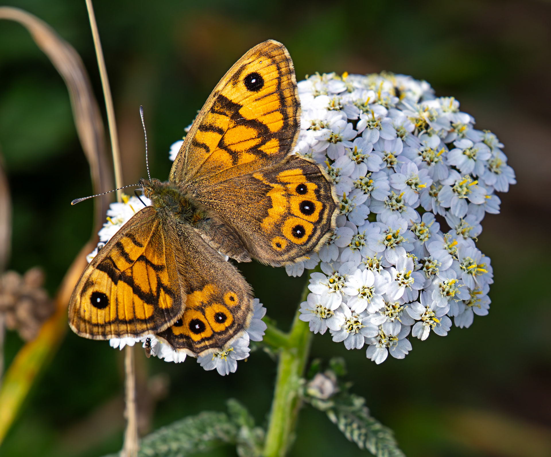 Female Wall Butterfly - Barns Ness 30 Sep 2025