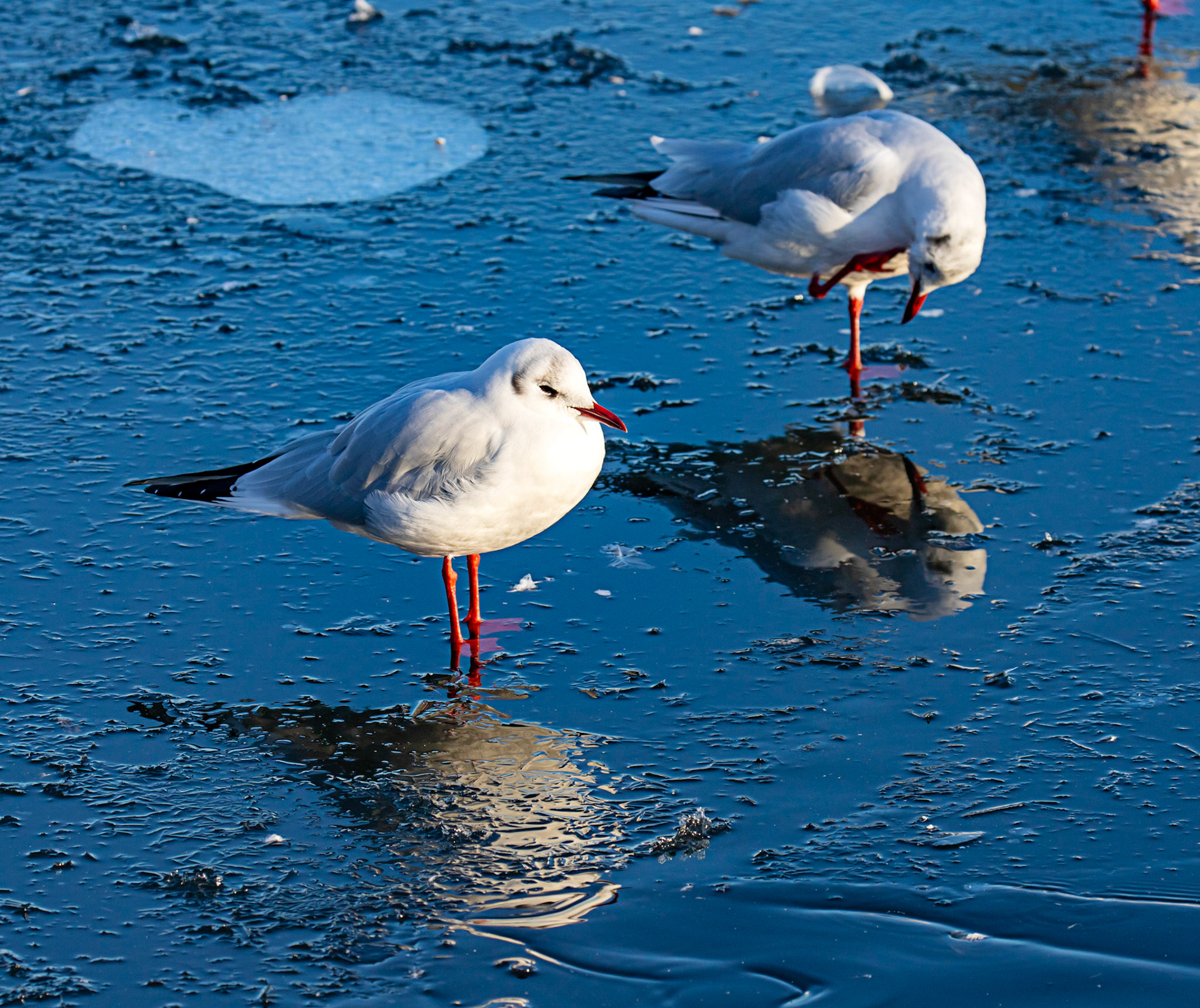 Hogganfield Loch 10 January 2025