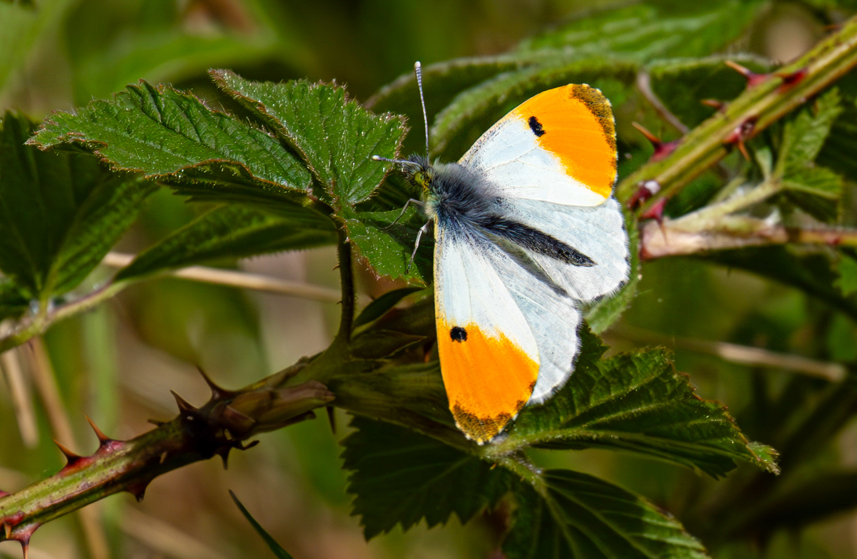 Male Orange Tipped Butterfly at Mannerstons 01 May 2025
