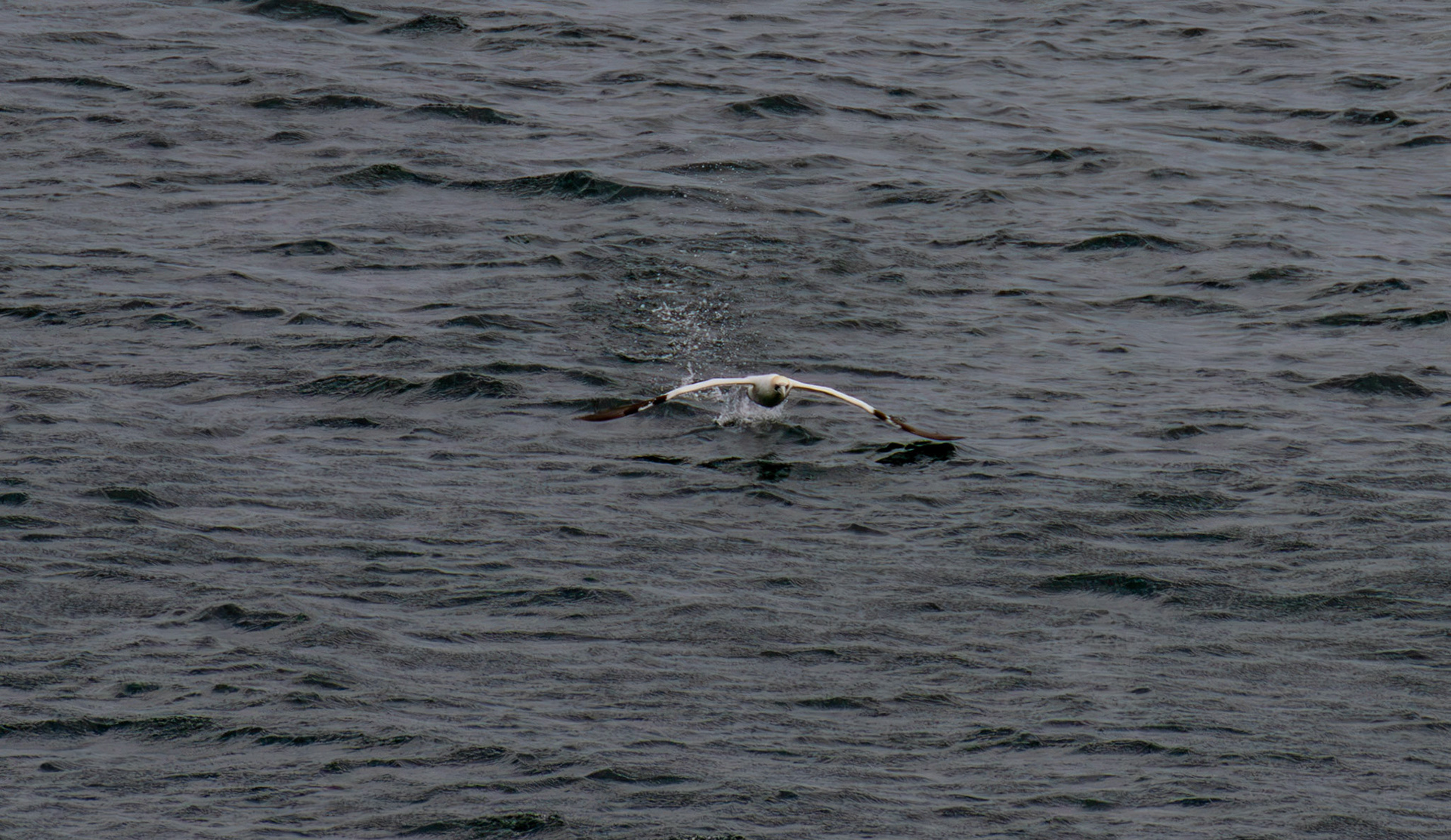 Northern Gannet getting airborne after dive - Tantallon Castle 04 July 2026